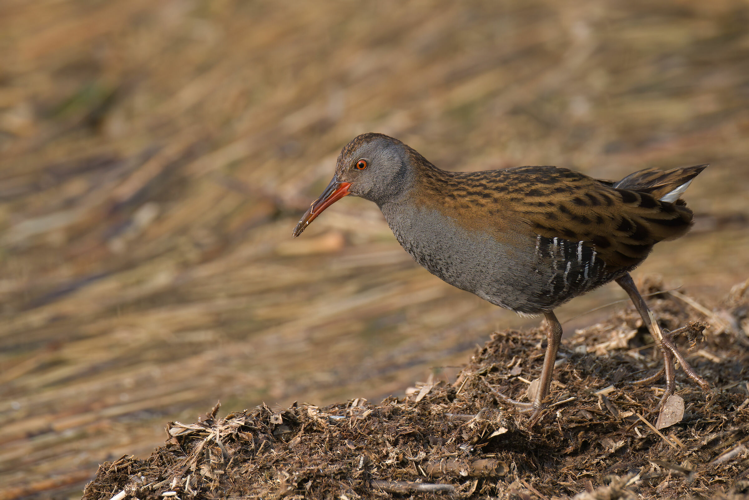 Water rail