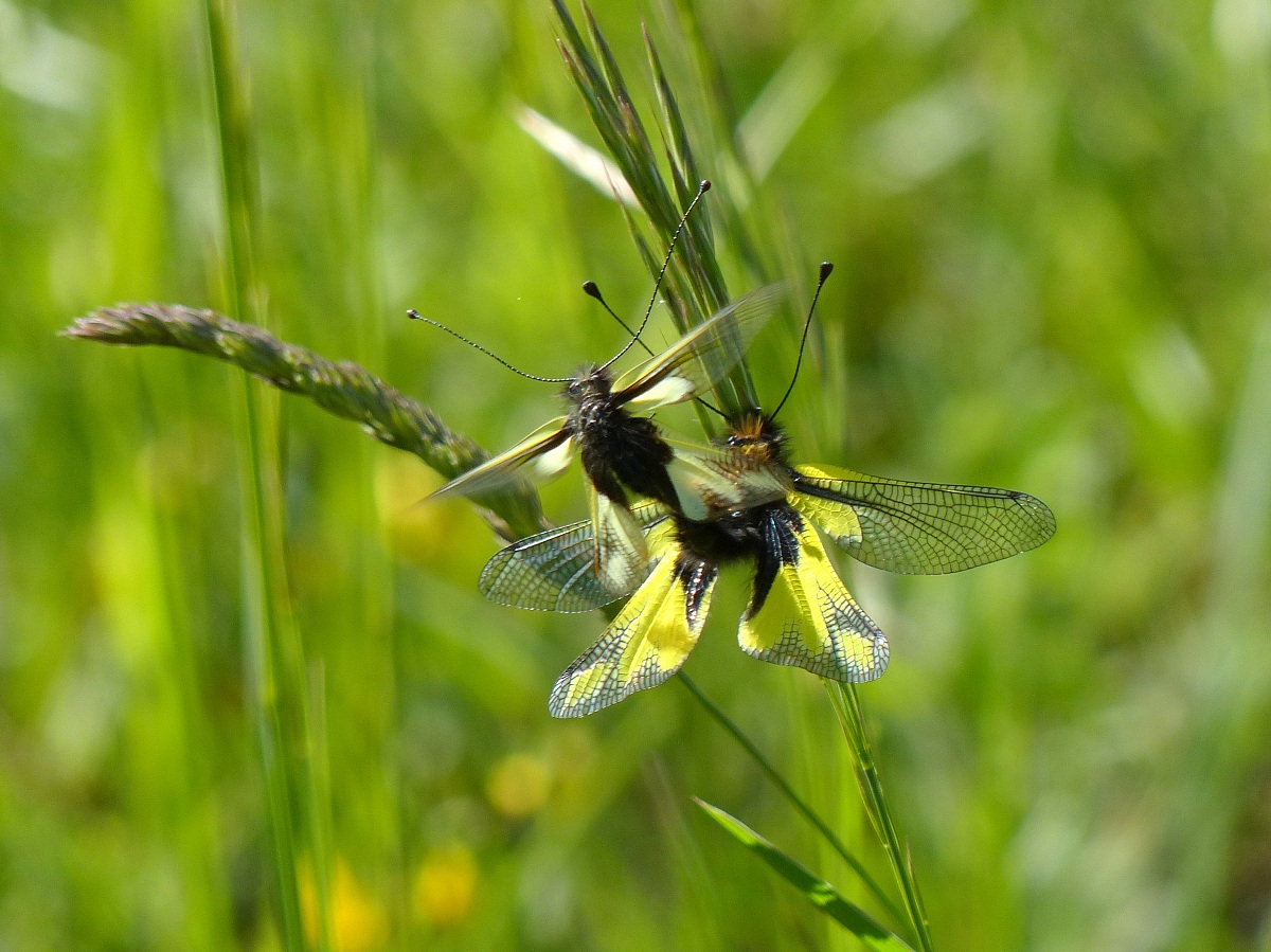 Accoppiamento Libelloides coccajus