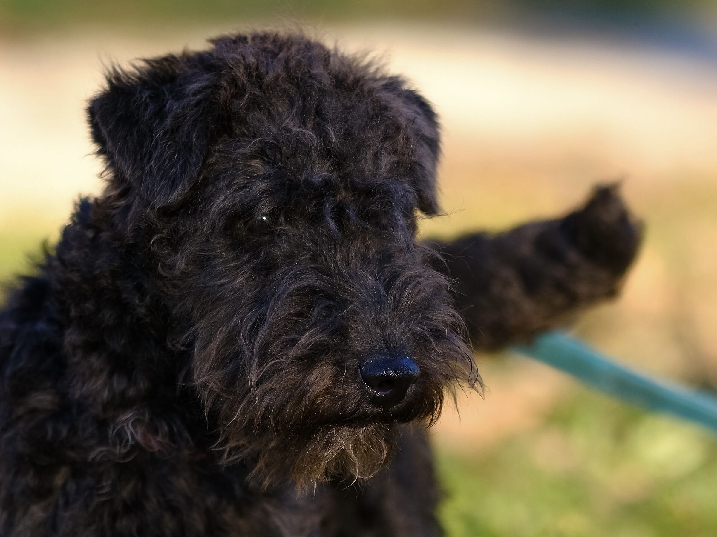 Leon, lakeland terrier puppy
