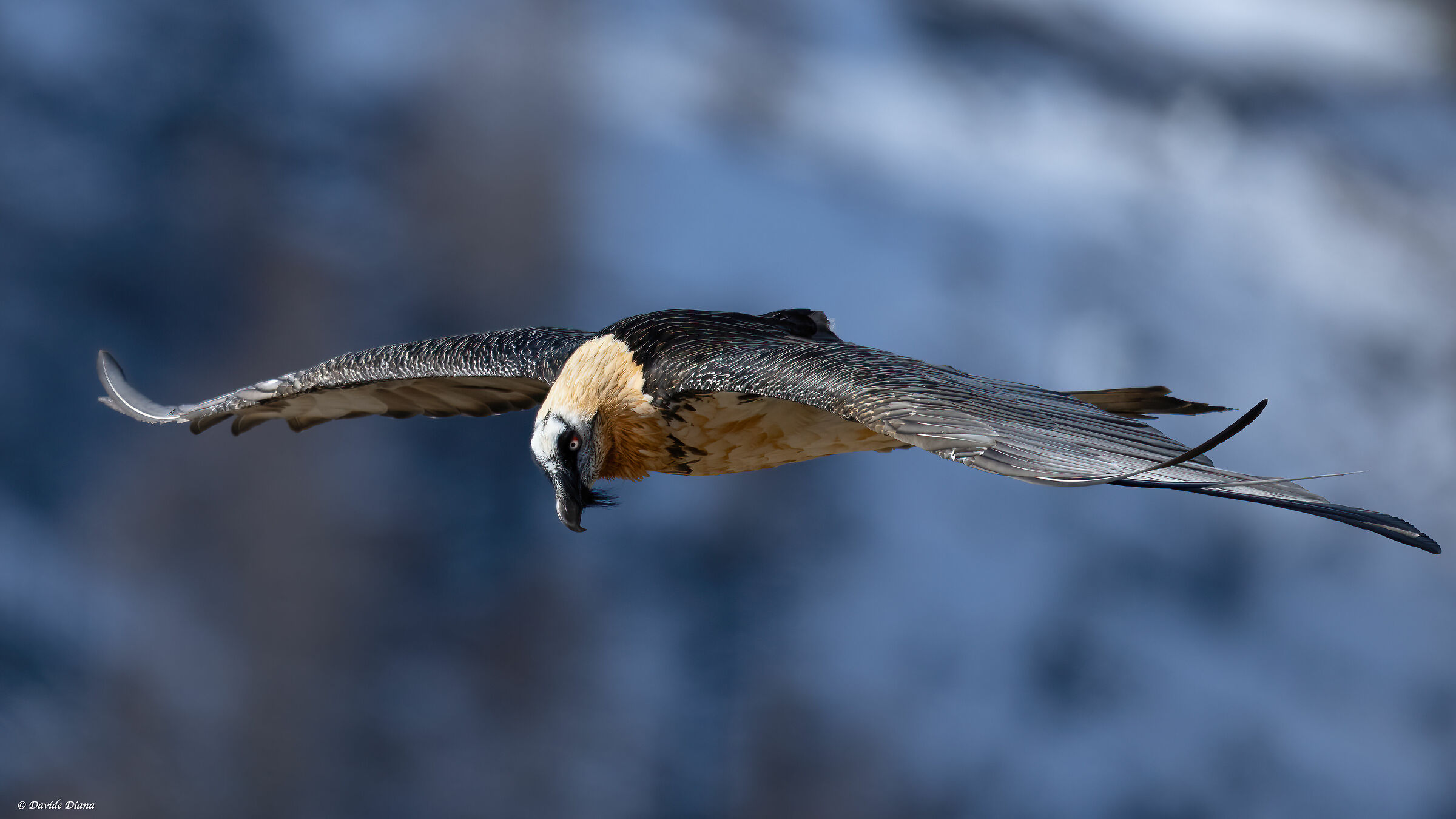 Gypaetus barbatus - Gran Paradiso National Park