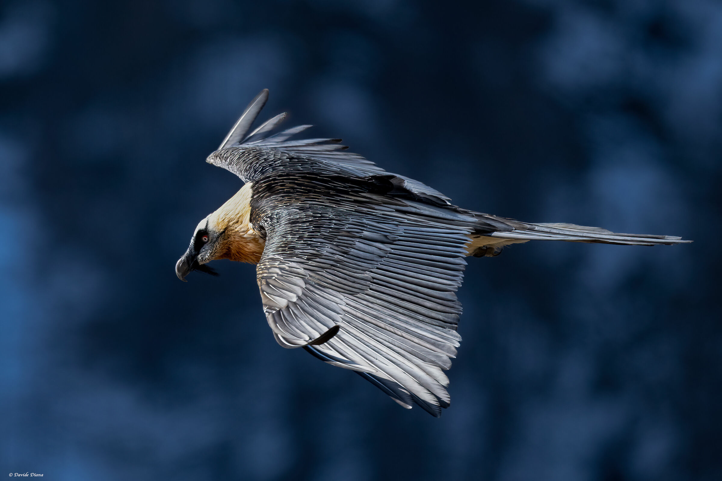Gypaetus barbatus - Gran Paradiso National Park