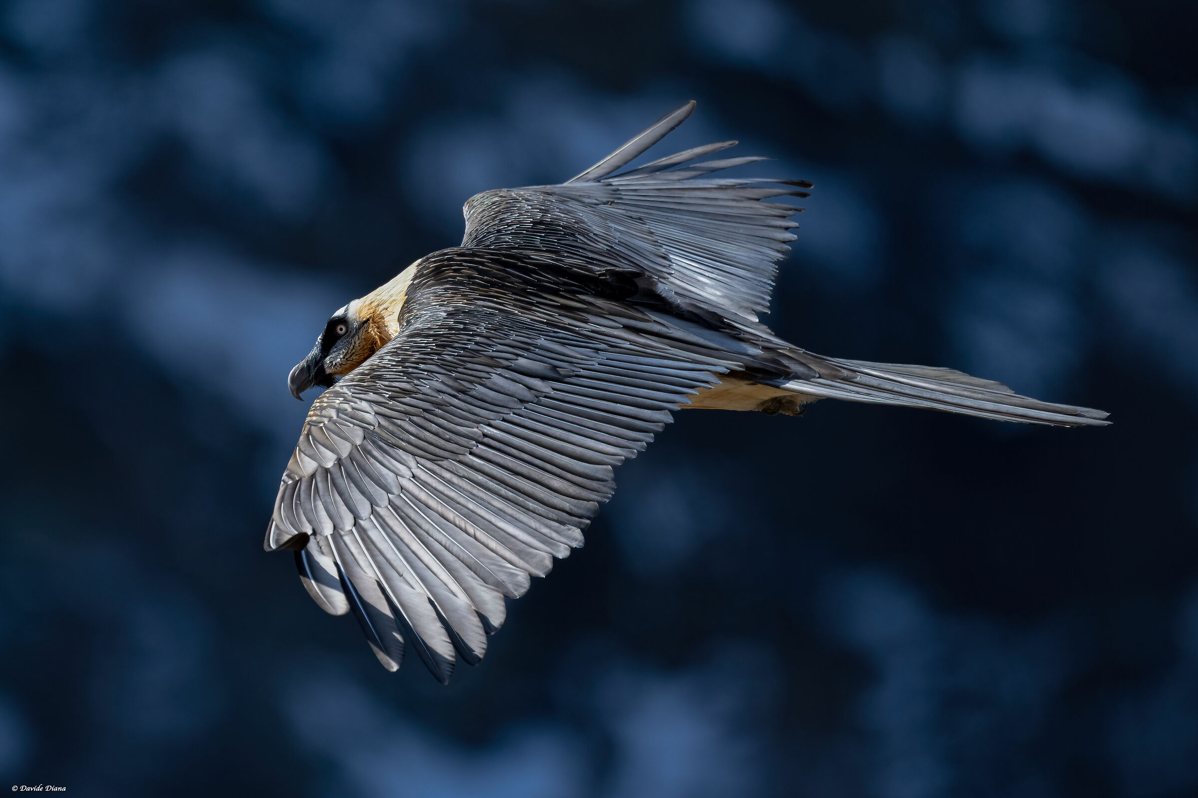 Gypaetus barbatus - Gran Paradiso National Park