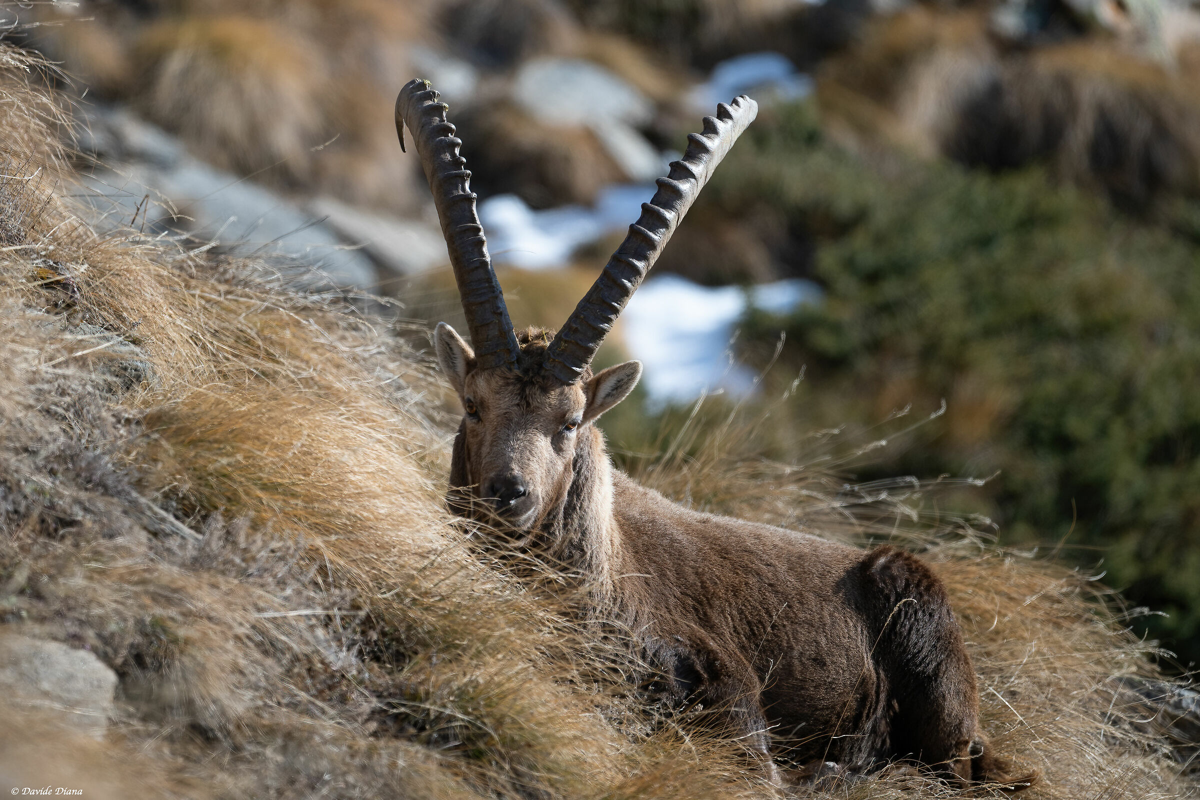 Ibex - Gran Paradiso National Park