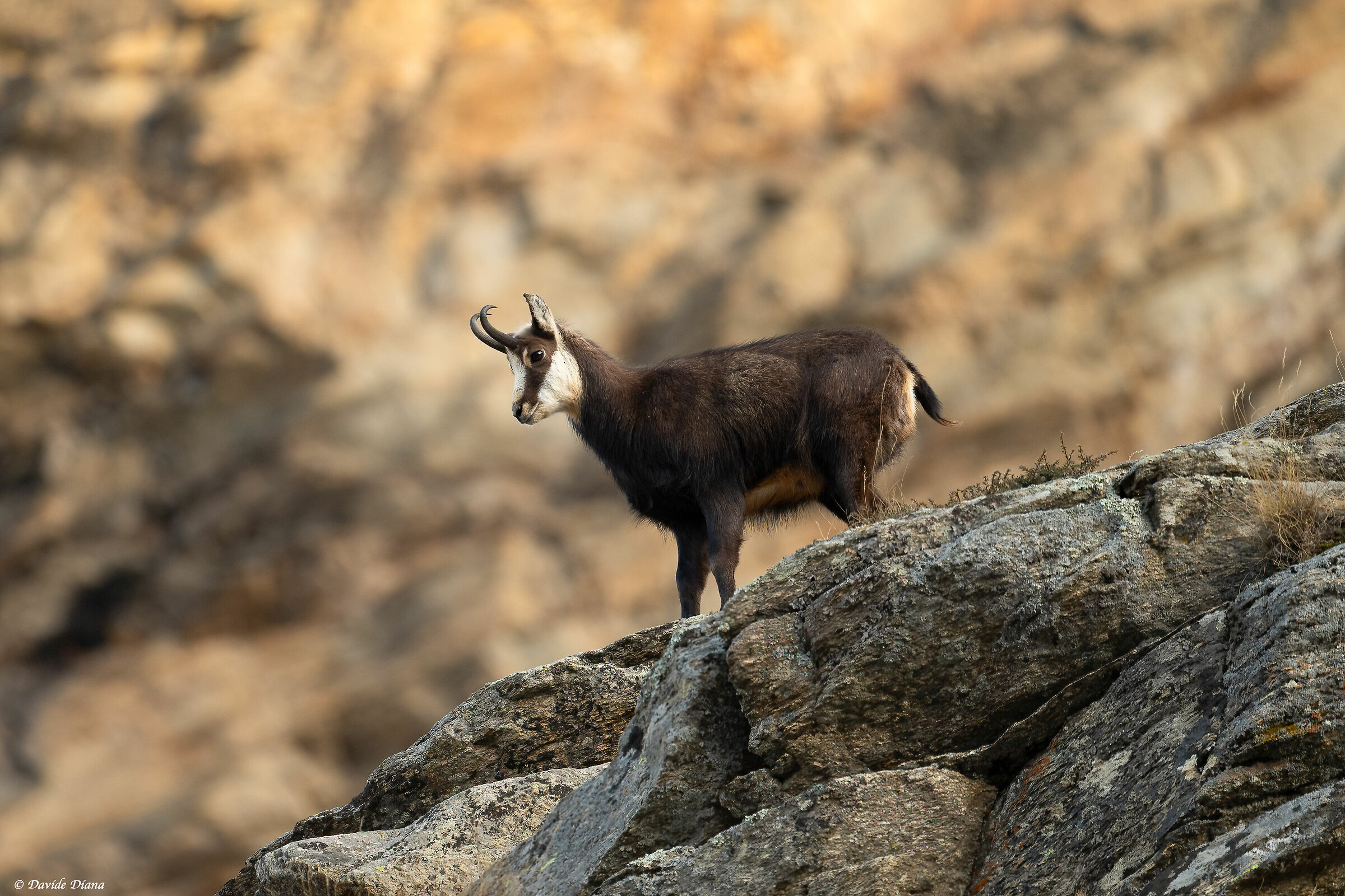 Chamois - Gran Paradiso National Park