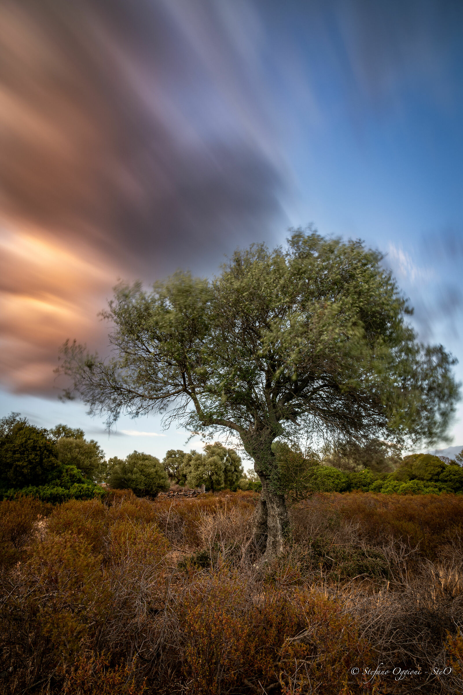 Olive tree, wind and sunset