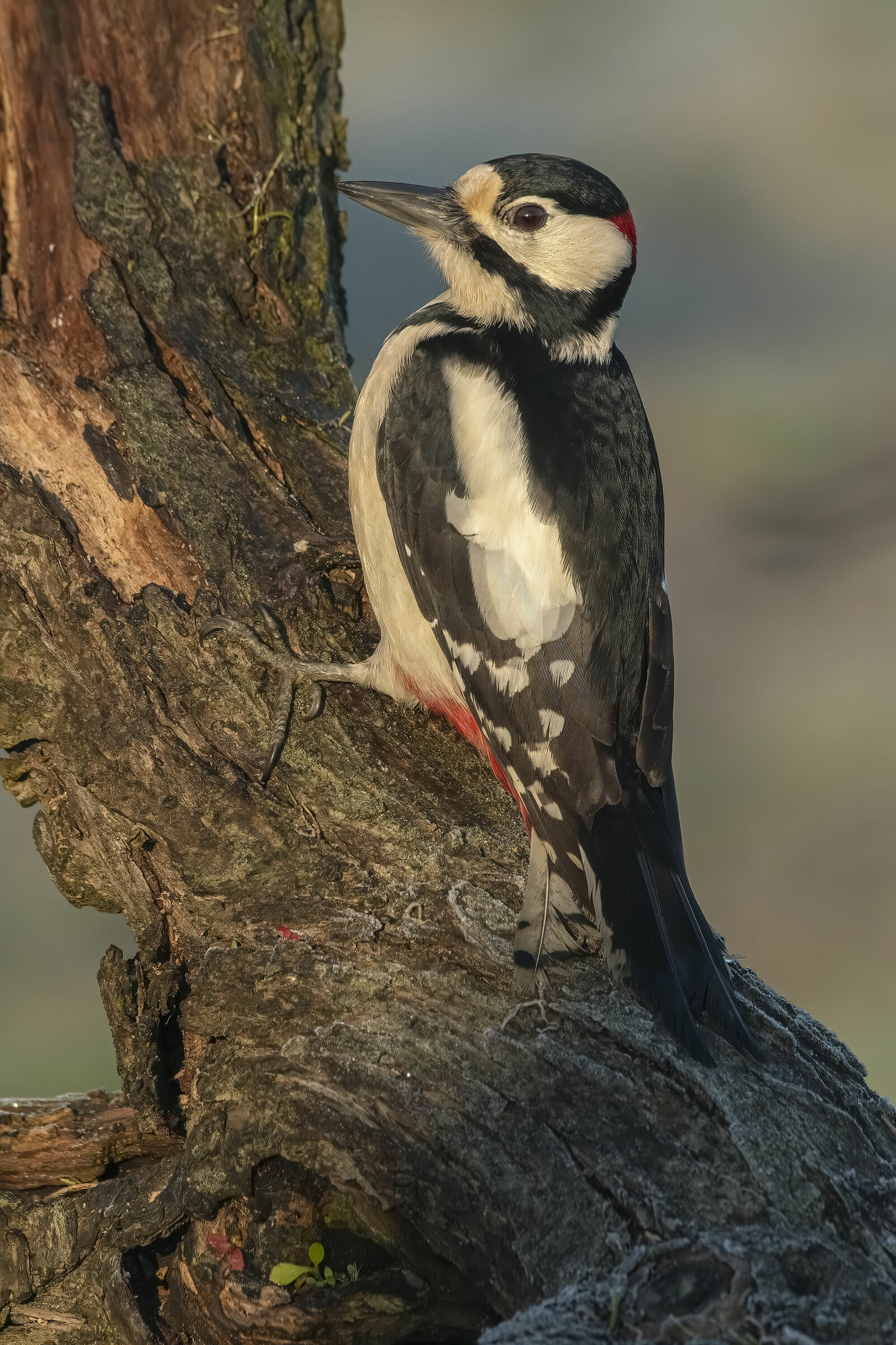 Picchio rosso maggiore