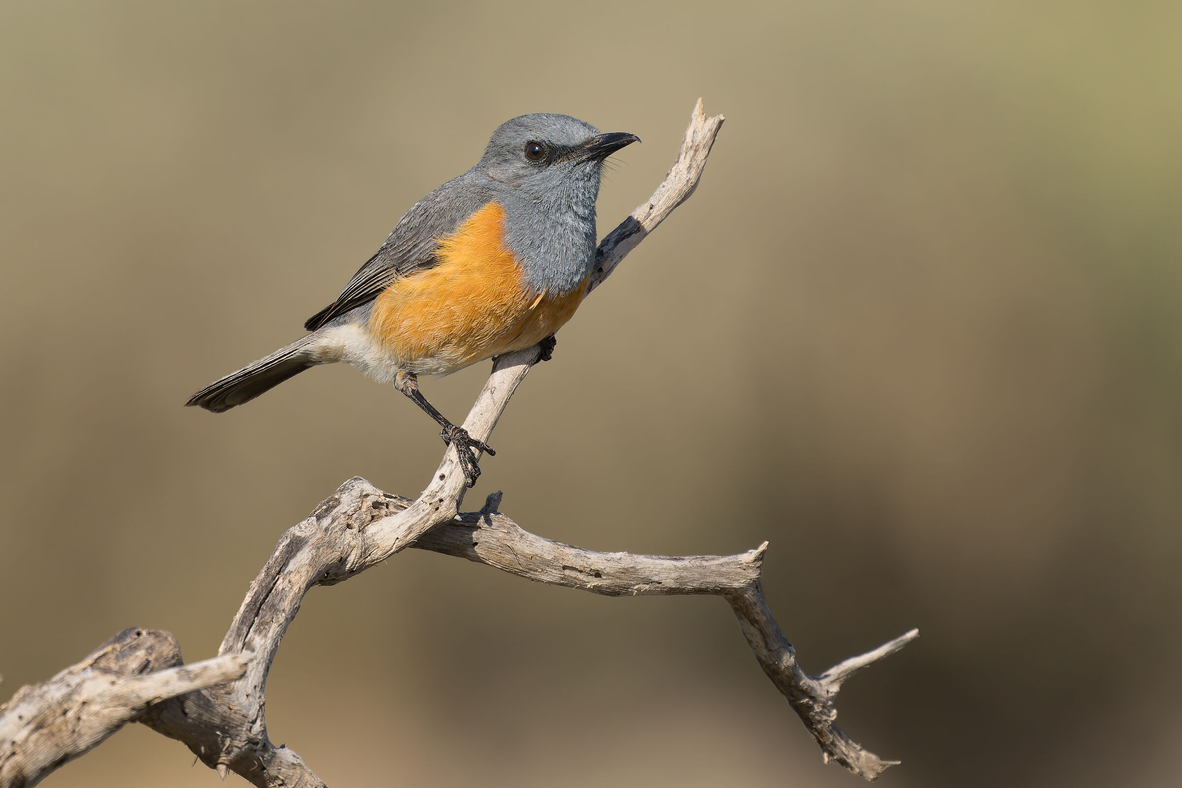 Codirossone litoraneo