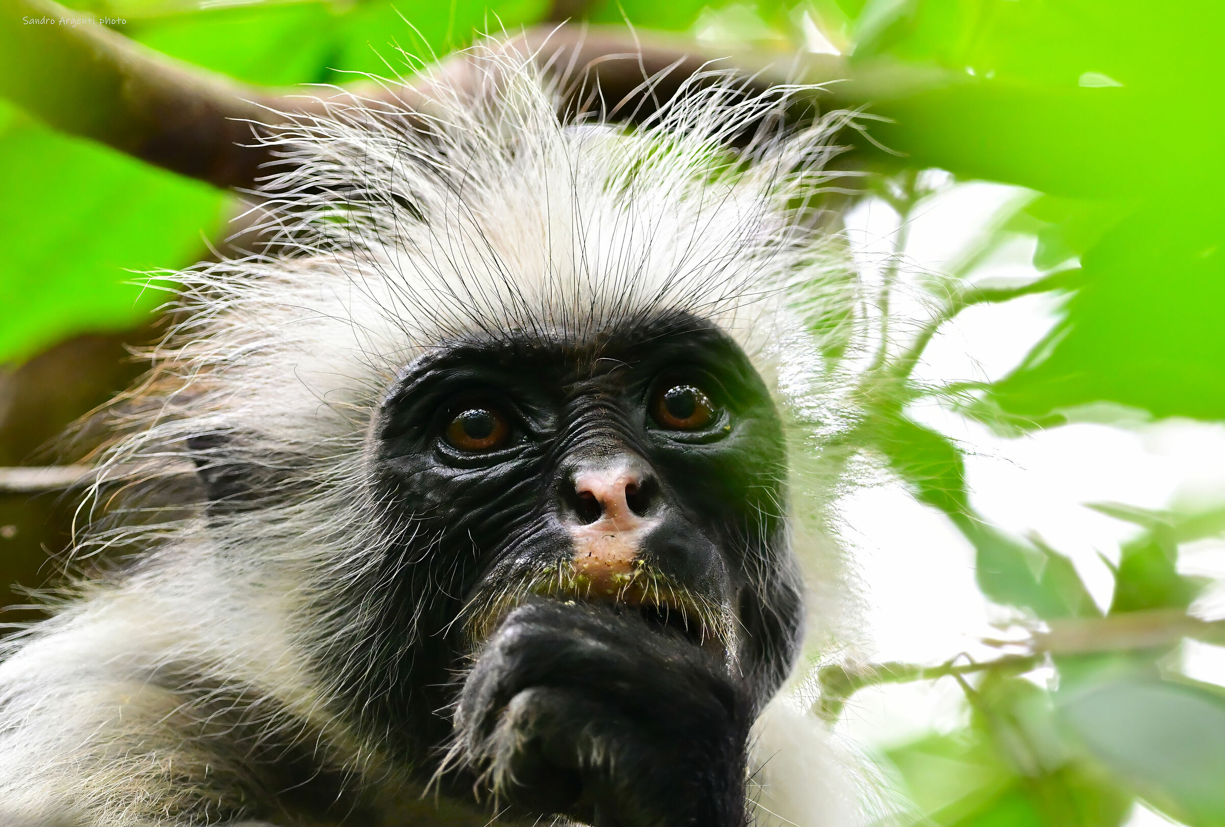 Oggi sono molto pensieroso…