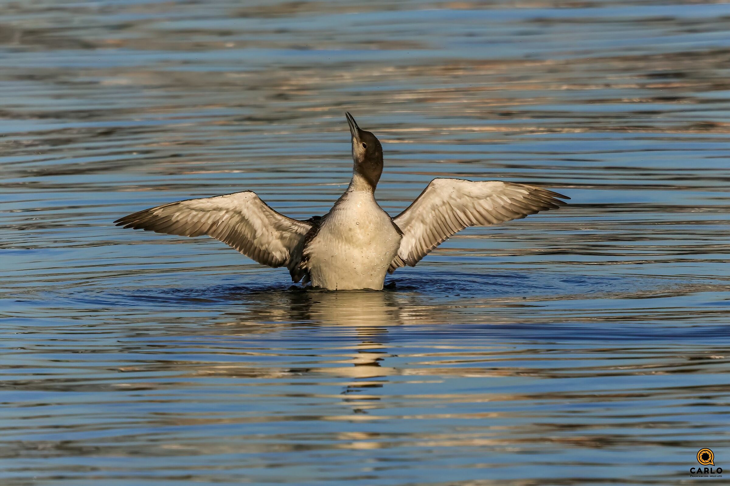 Incontri a triangolino
