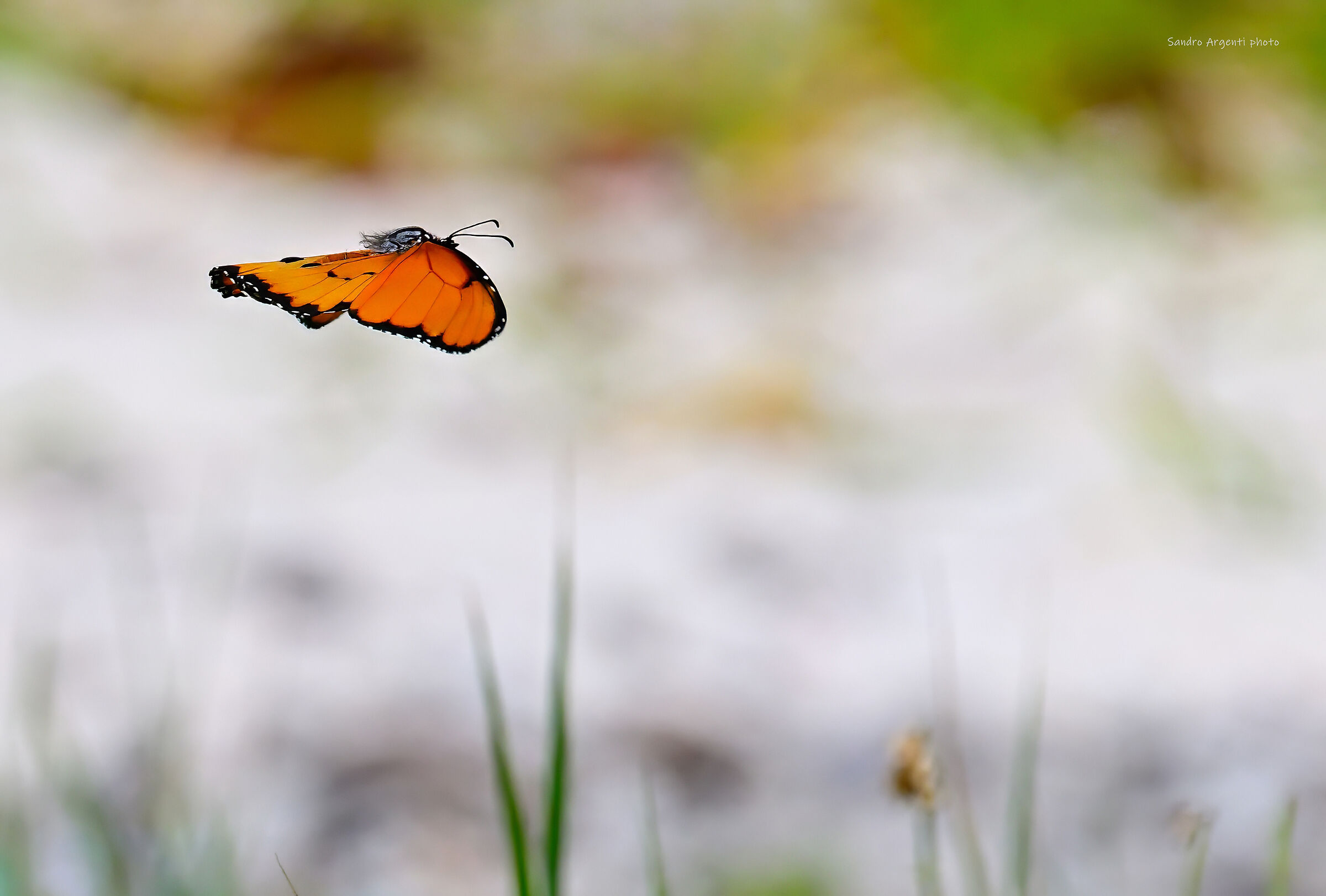 La leggerezza di una Farfalla colta in volo.