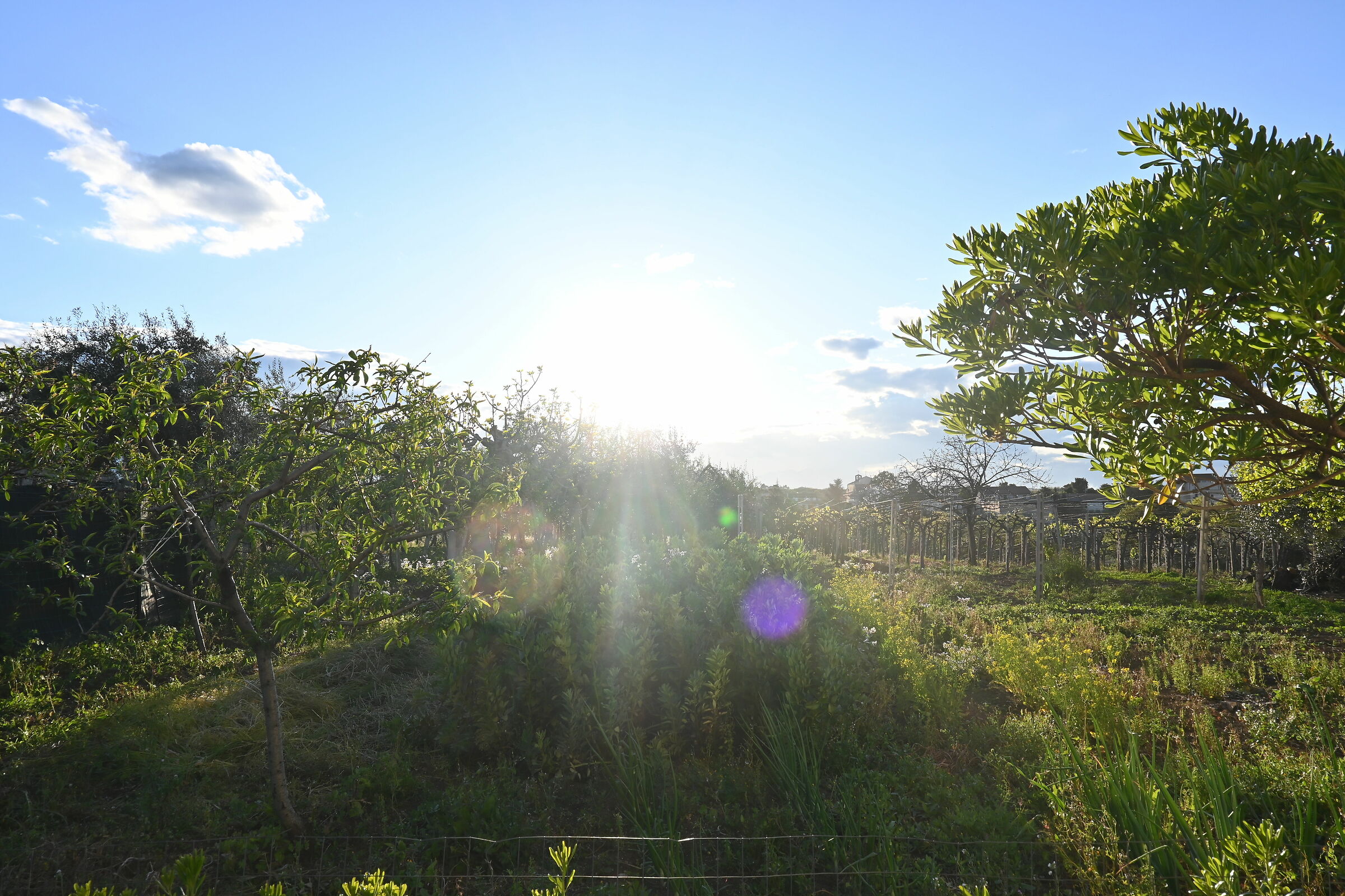Behind the house in Crecchio