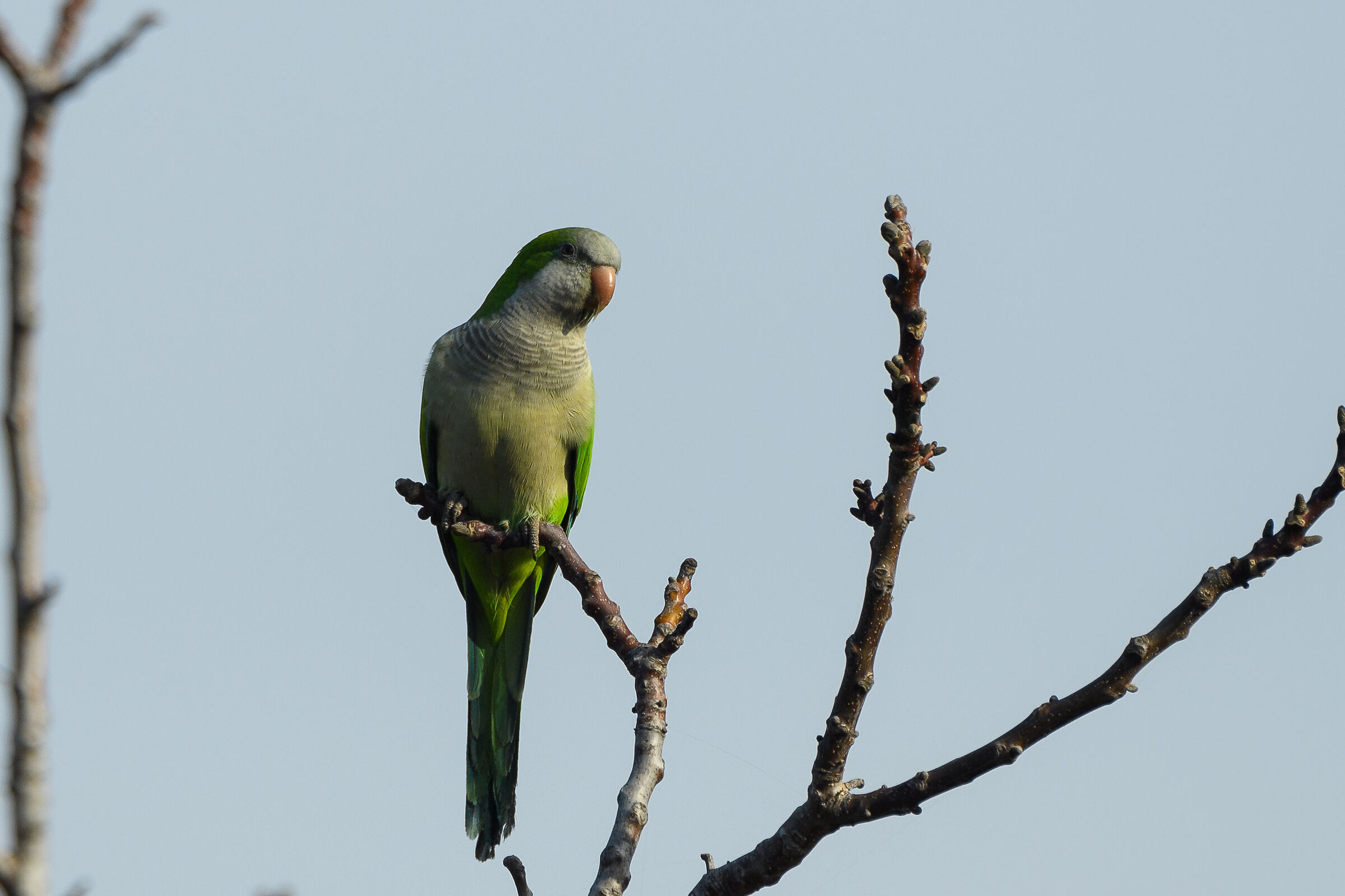 Parakeet