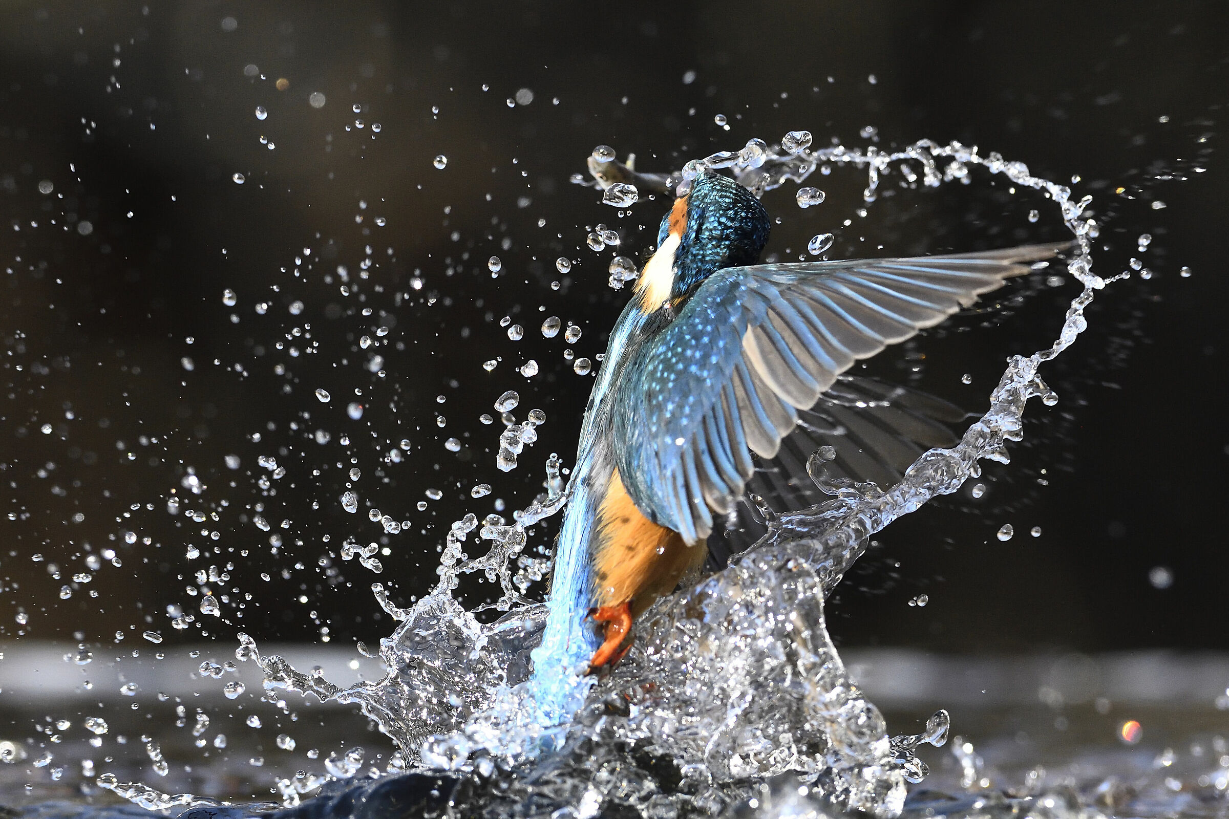 l' emersione del Martin Pescatore