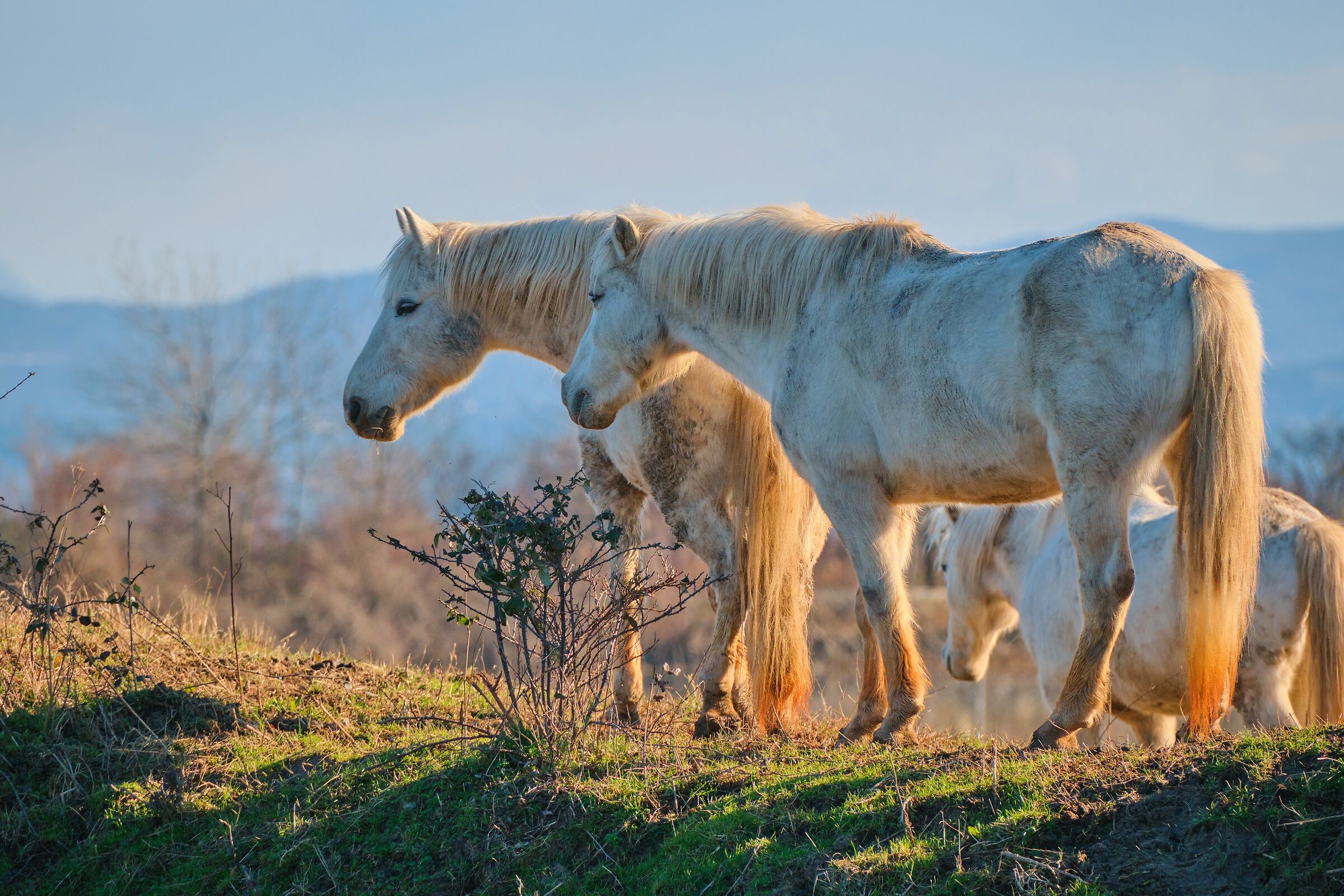 I cavalli dell'isola della Cona