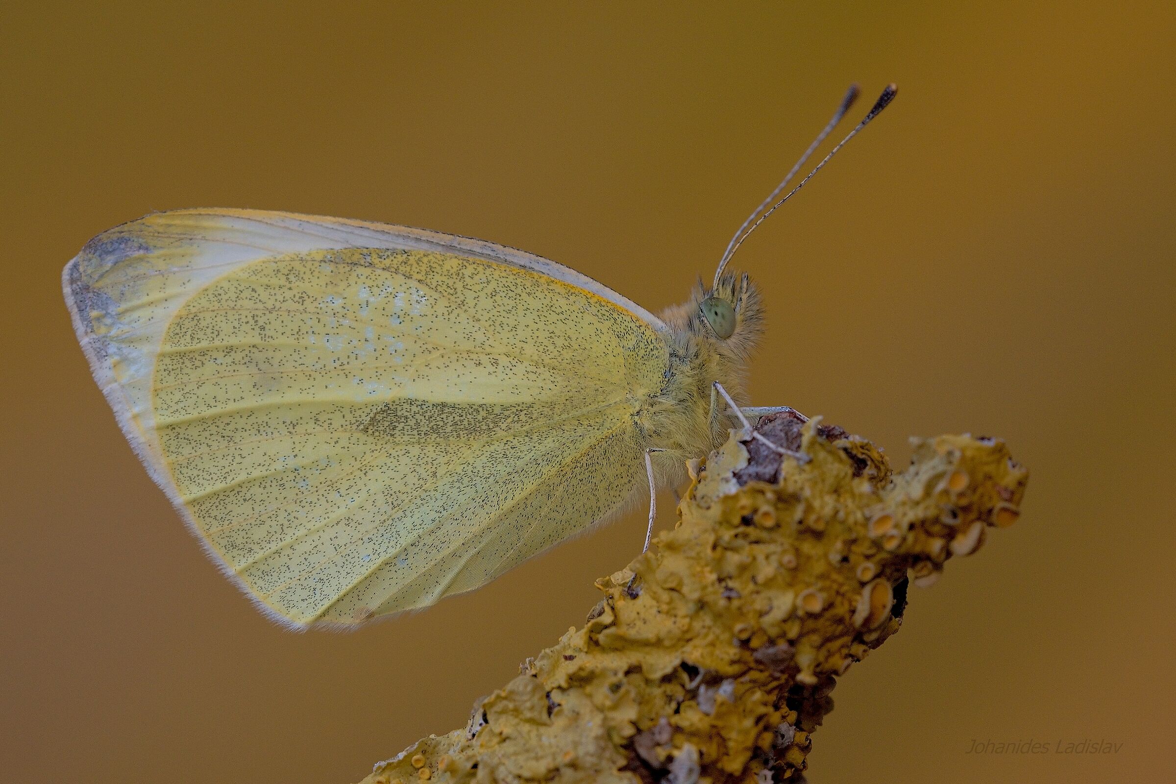 Pieris rapae (maschio)