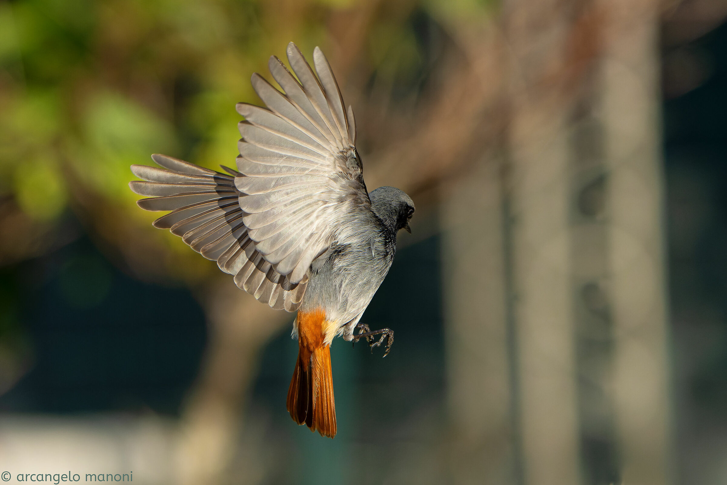 Codirosso versione ''ventaglio''