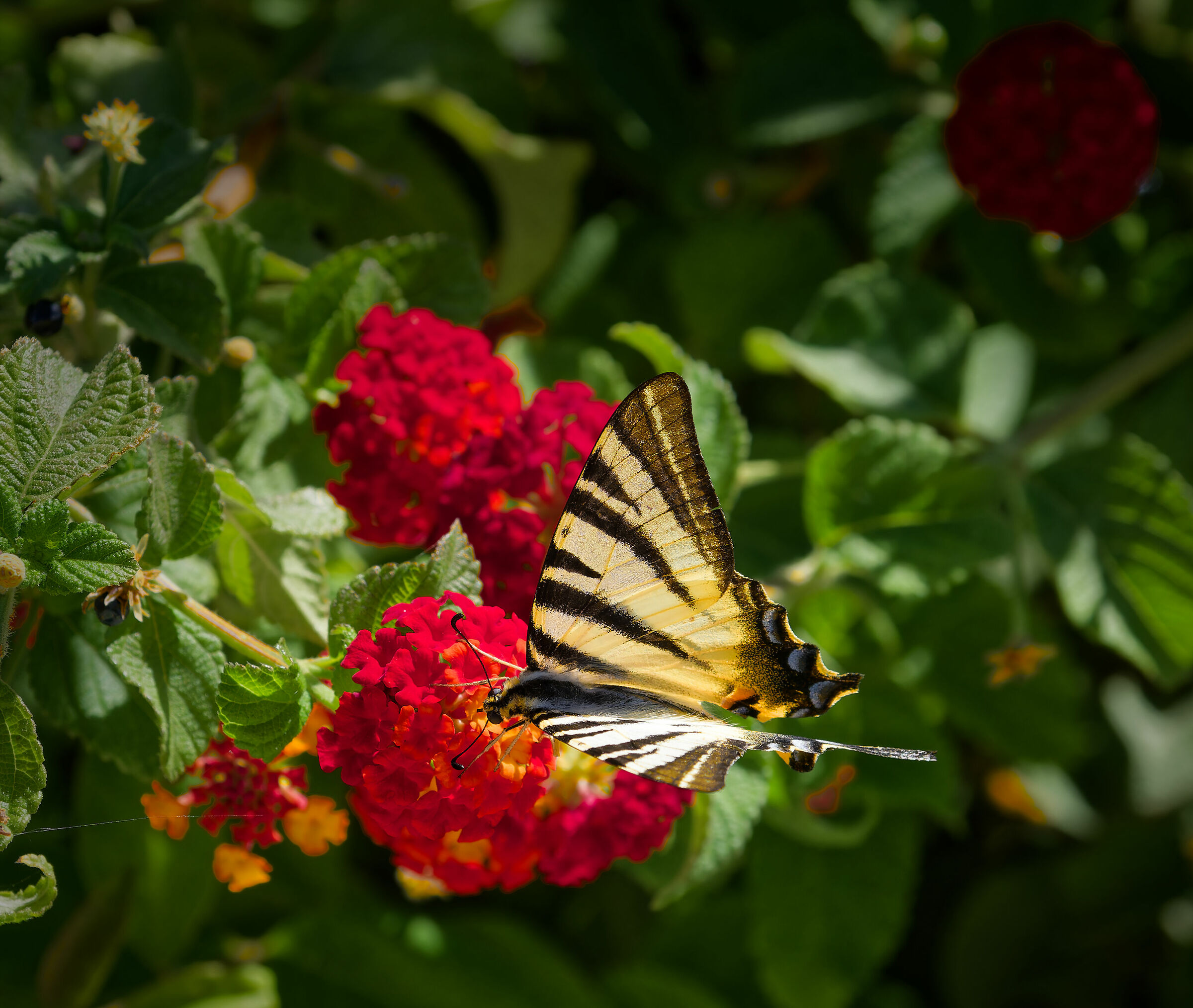 Butterfly in the flowers
