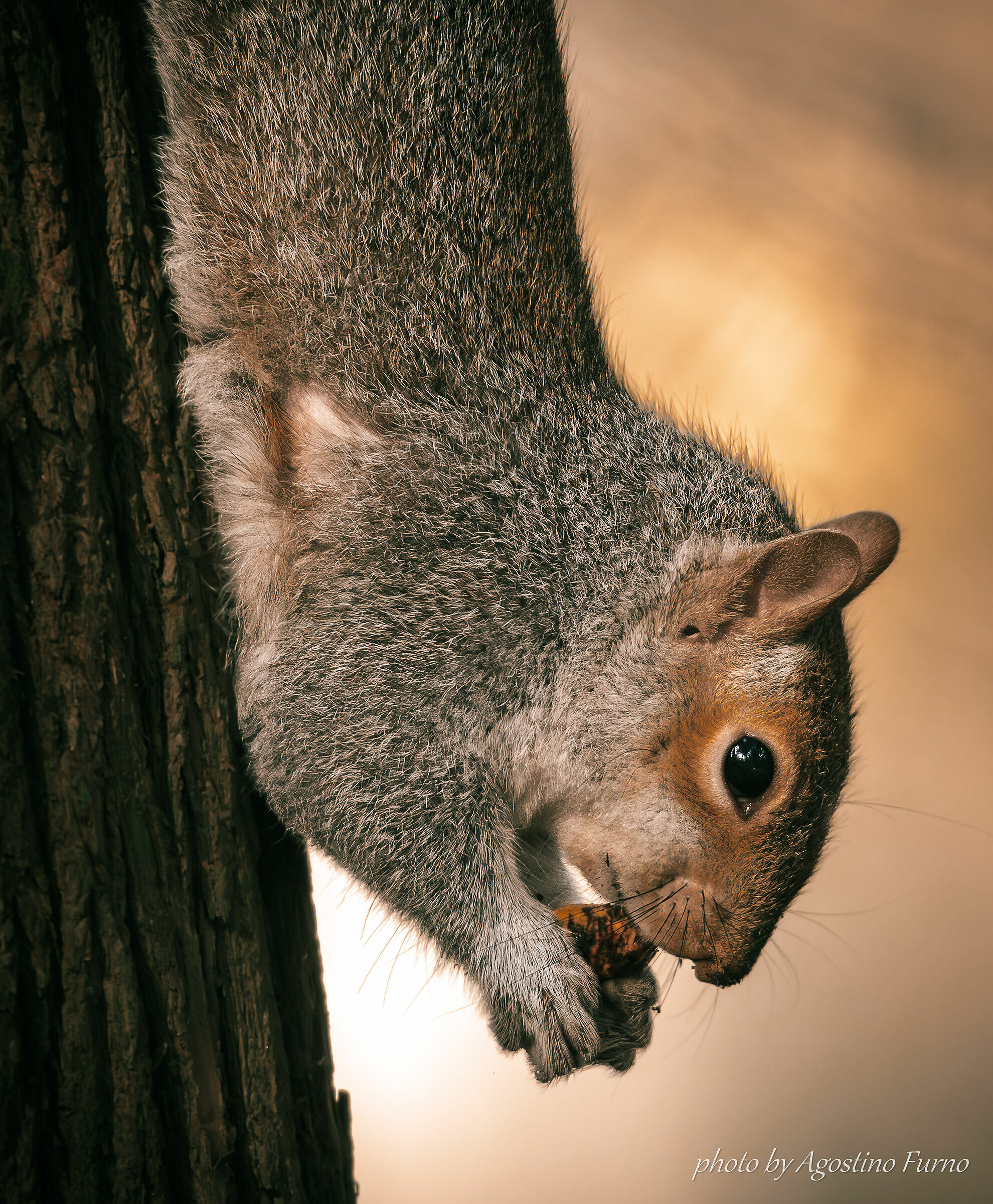 Squirrels will take over the world! :)