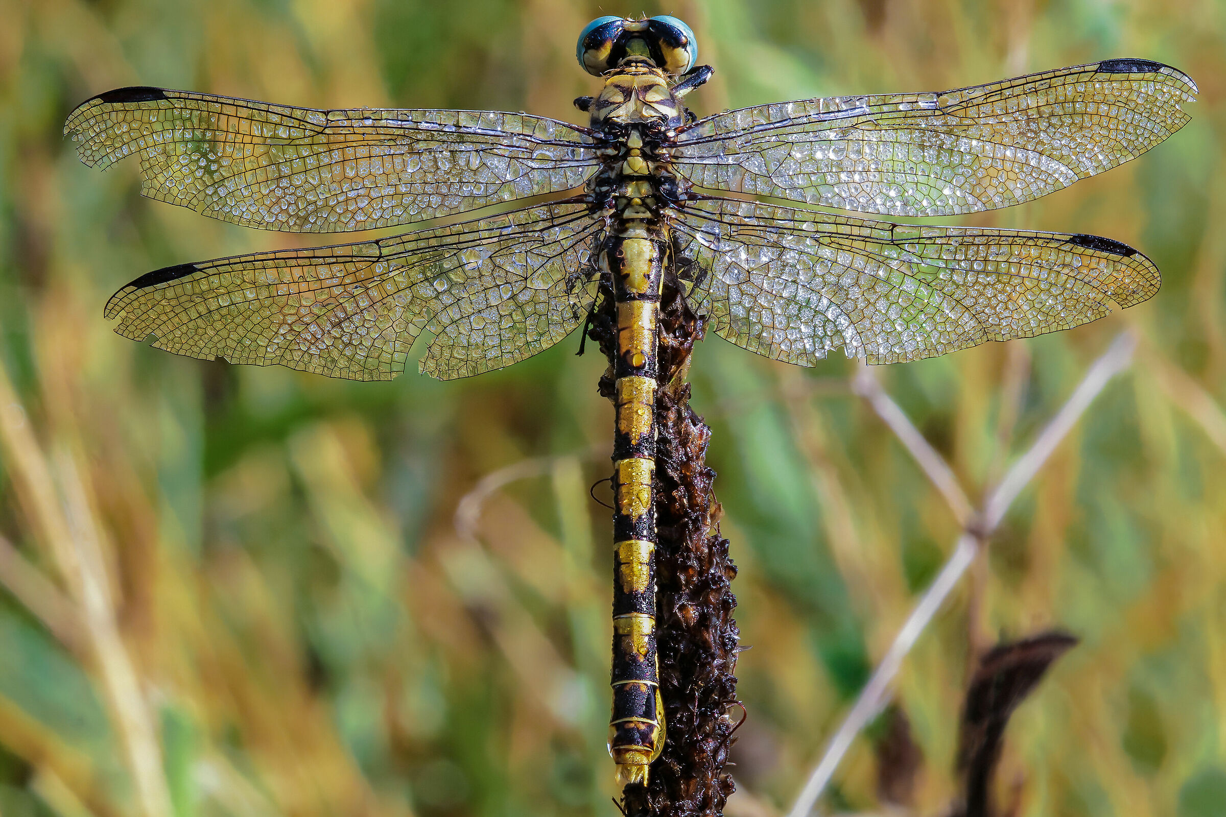 Onychogomphus forcipatus