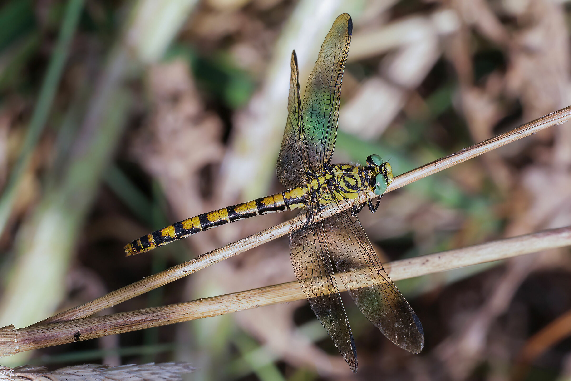 Onychogomphus forcipatus