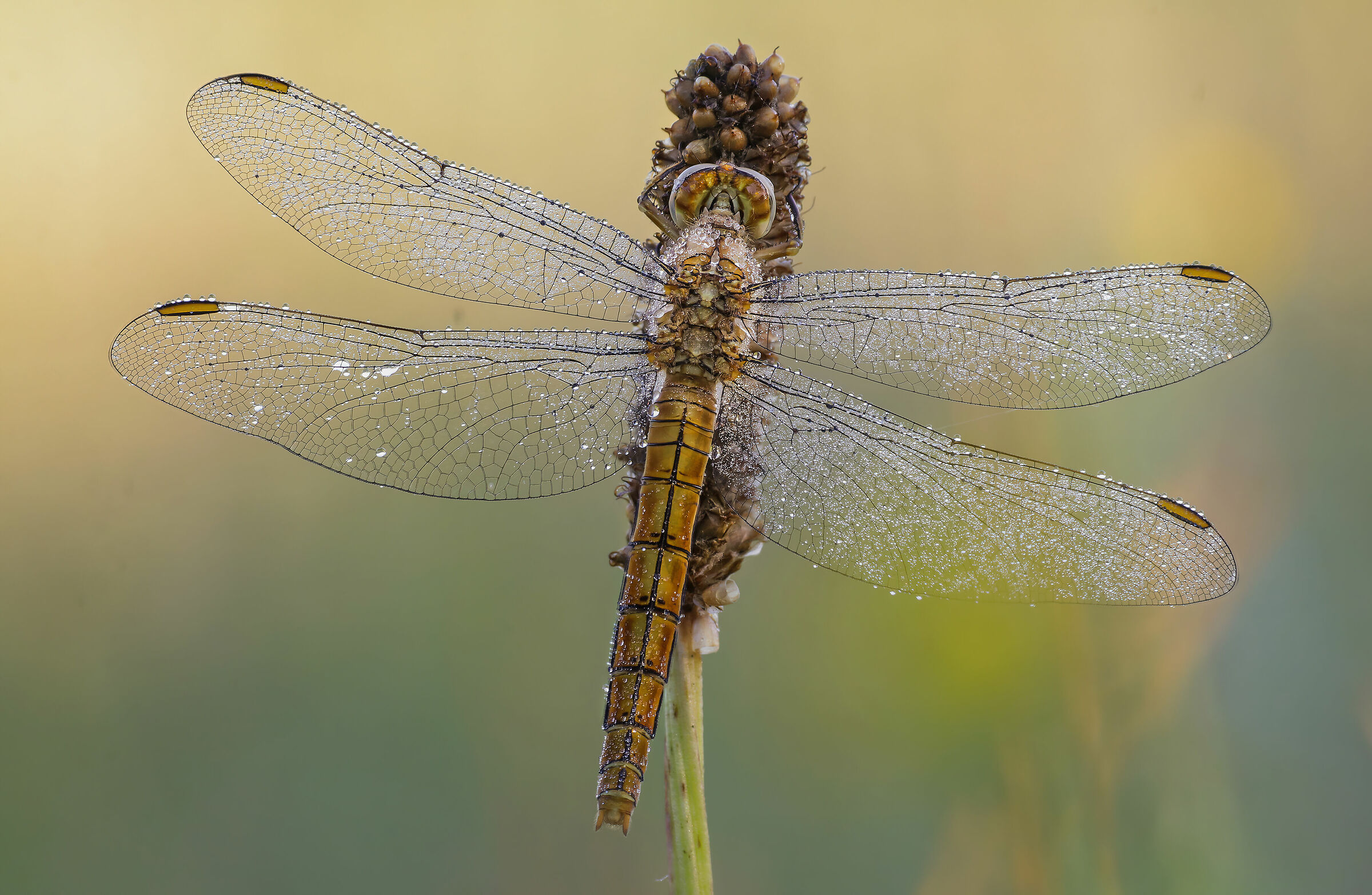 Orthetrum brunneum
