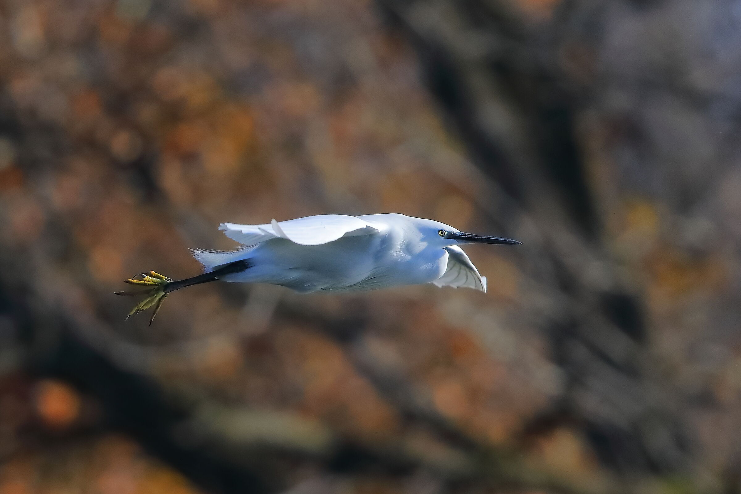 Little Egret 06-12-2023