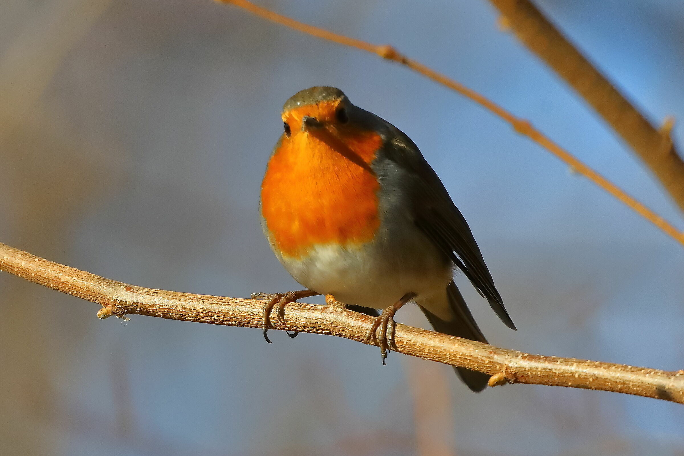 Robin 06-12-2023