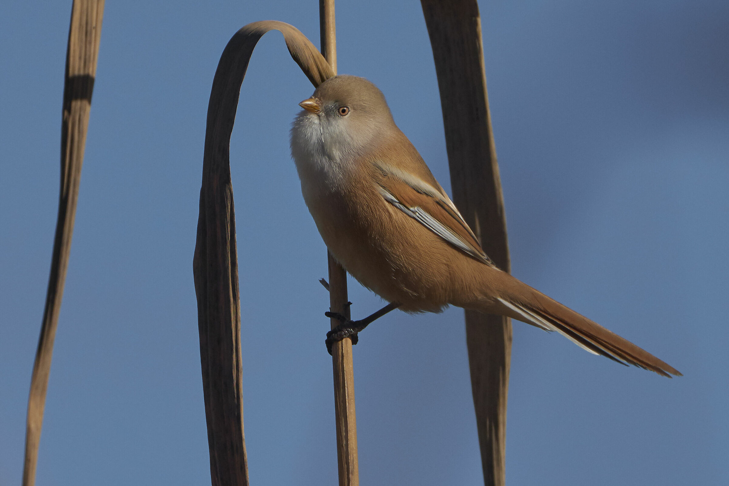 Cinciarella ( Panurus biarmicus )