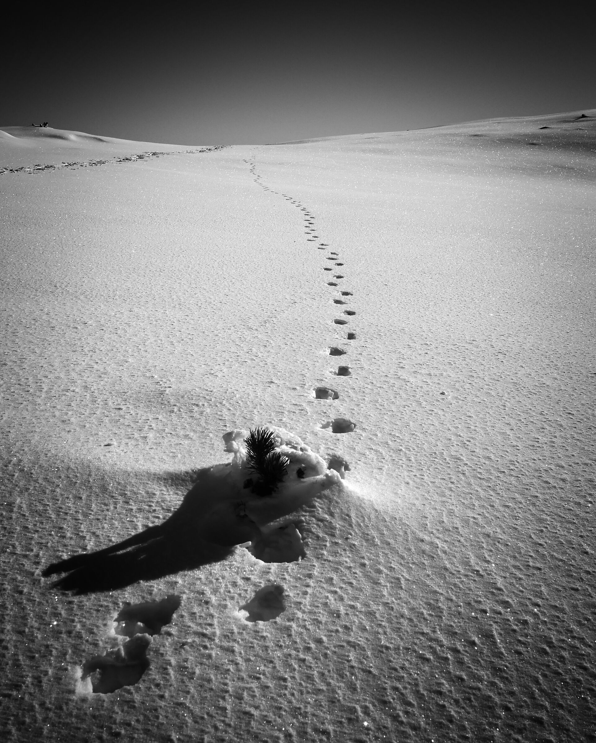 Tracks