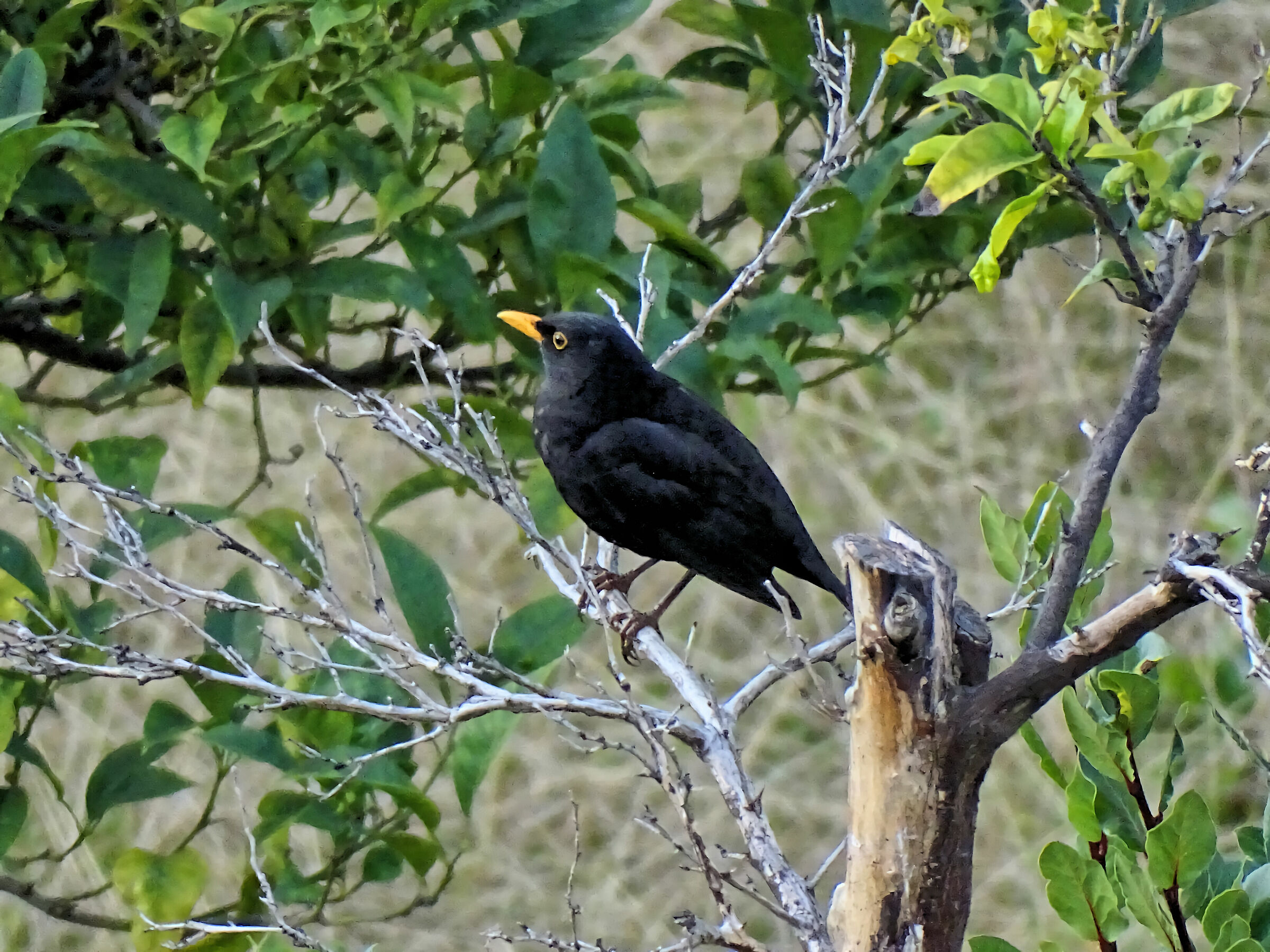 Merlo - 50X crop. 1,57