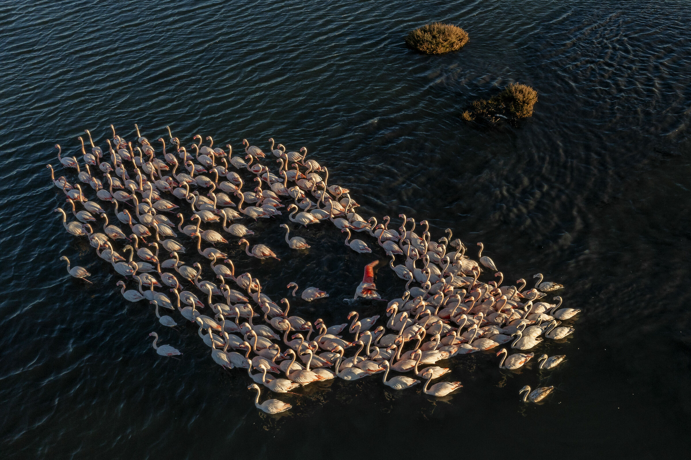 Flamingos Heart