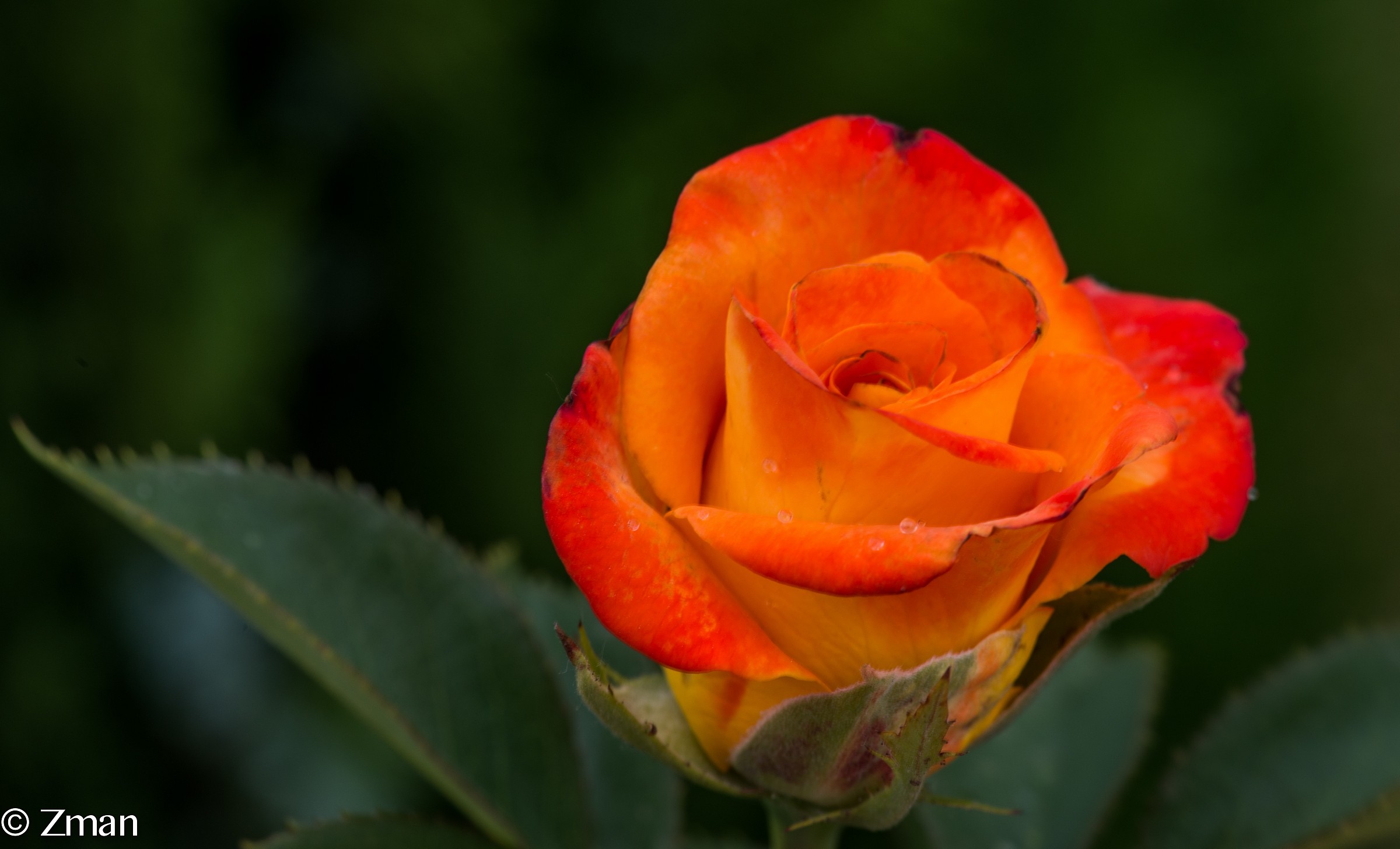 Red and Yellow Rose
