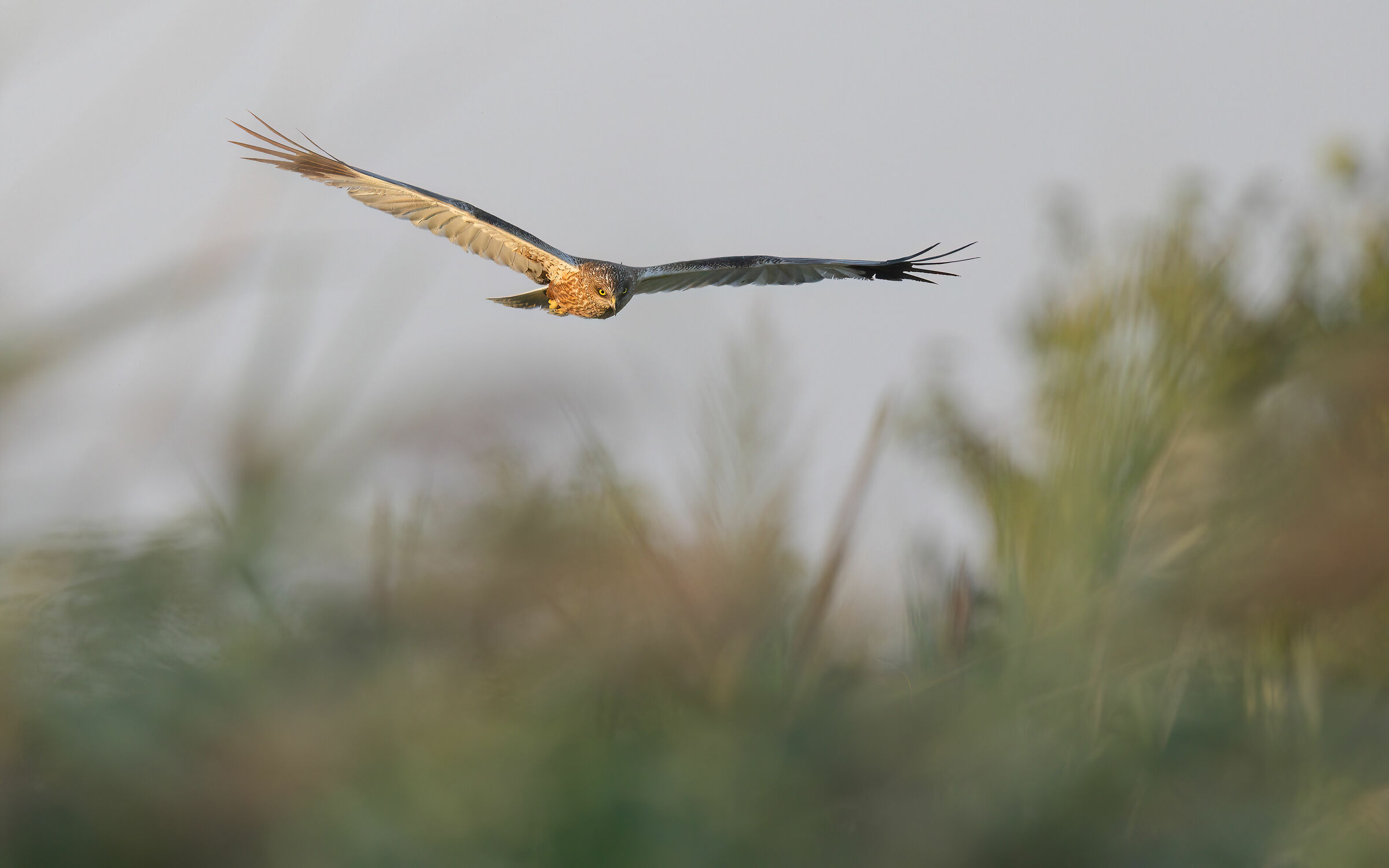 A caccia tra i canneti