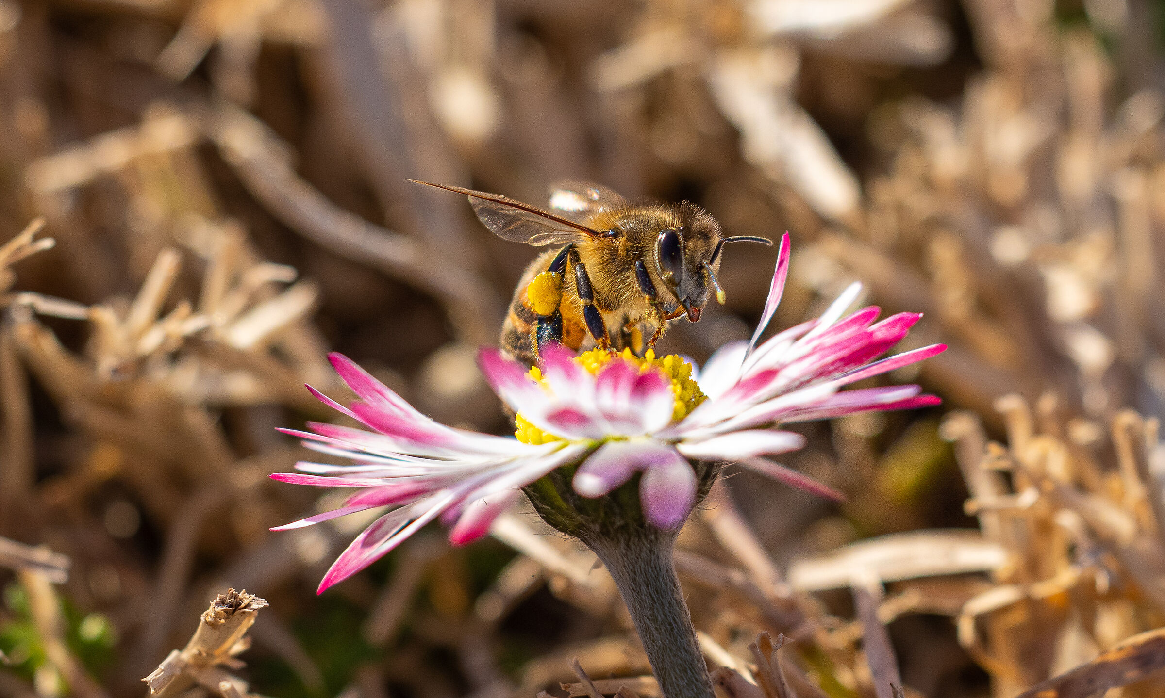 Anticipation of spring...