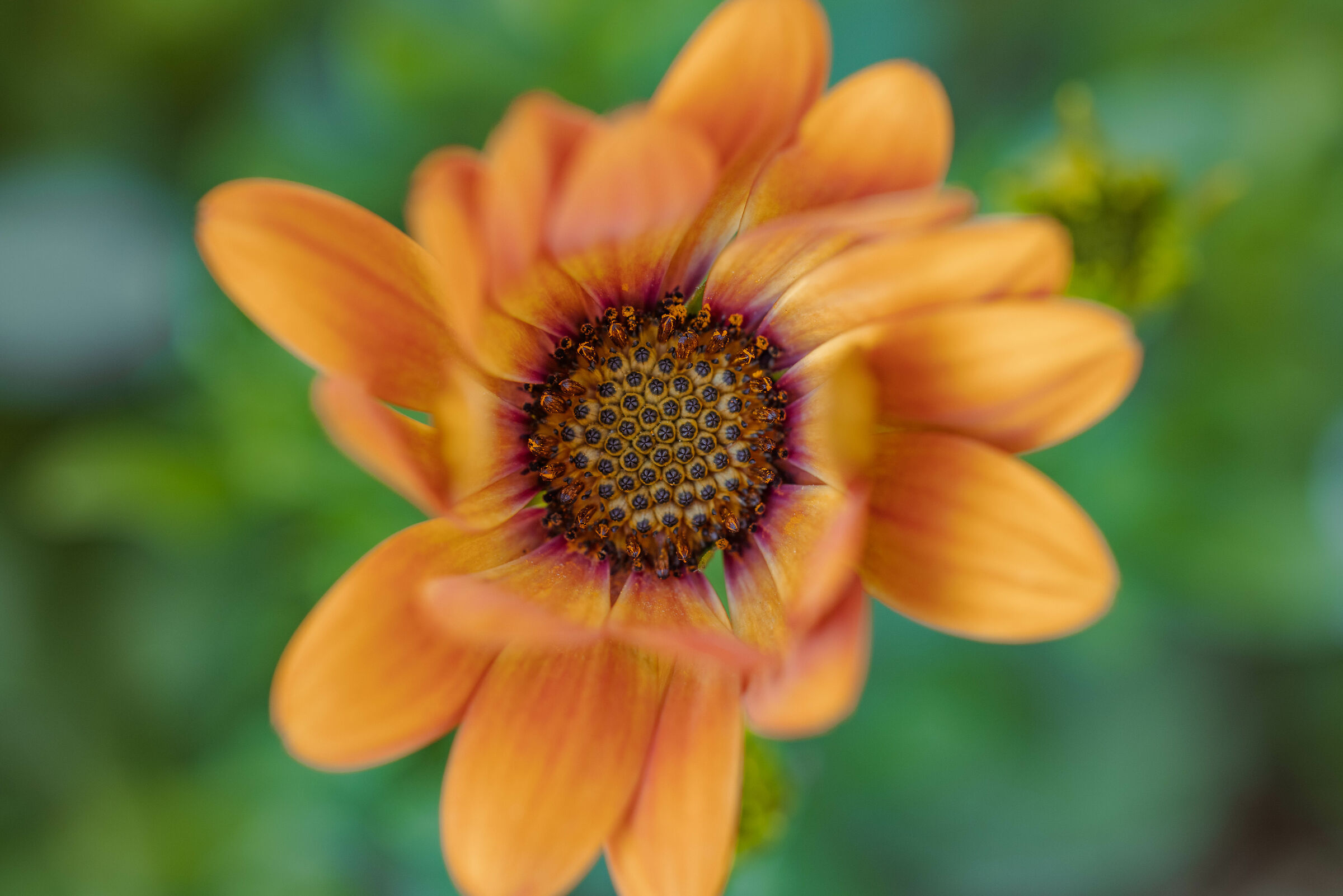 1.4 What a passion...