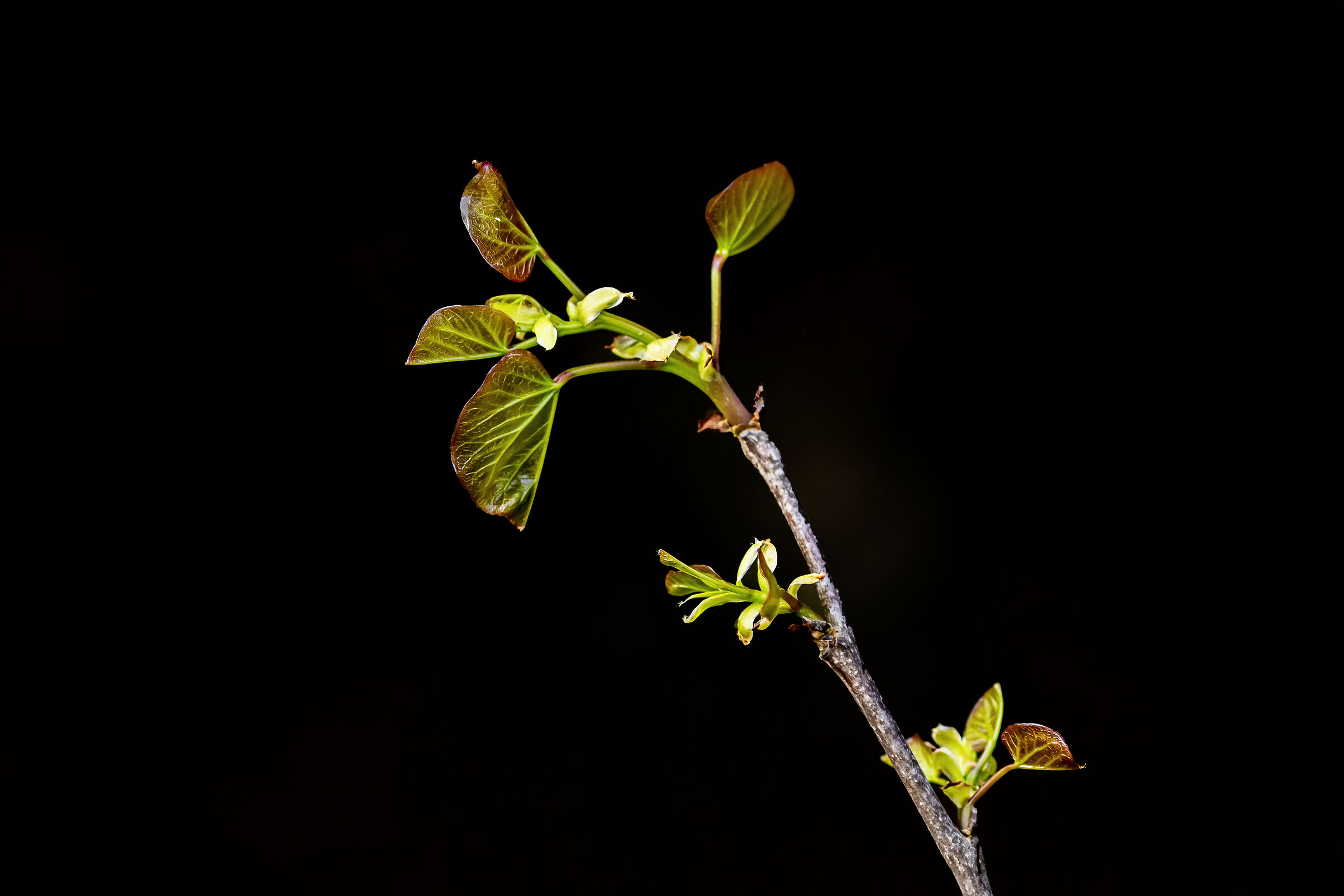 The messenger of spring...
