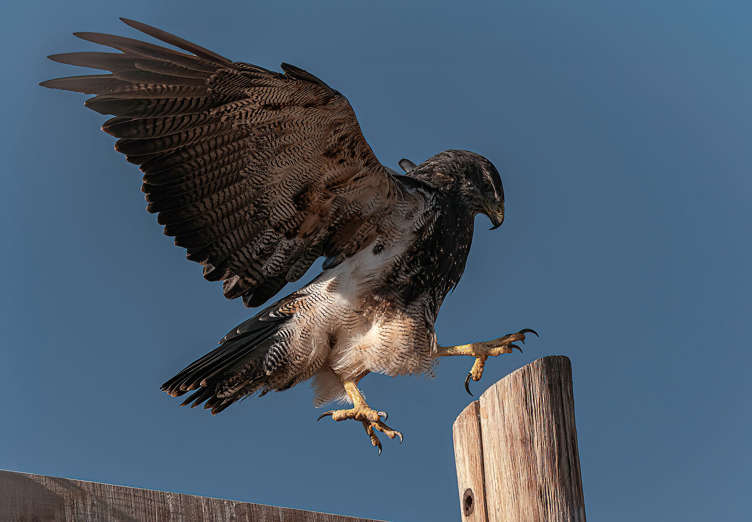 Aquila blu cilena (Aquila mora)