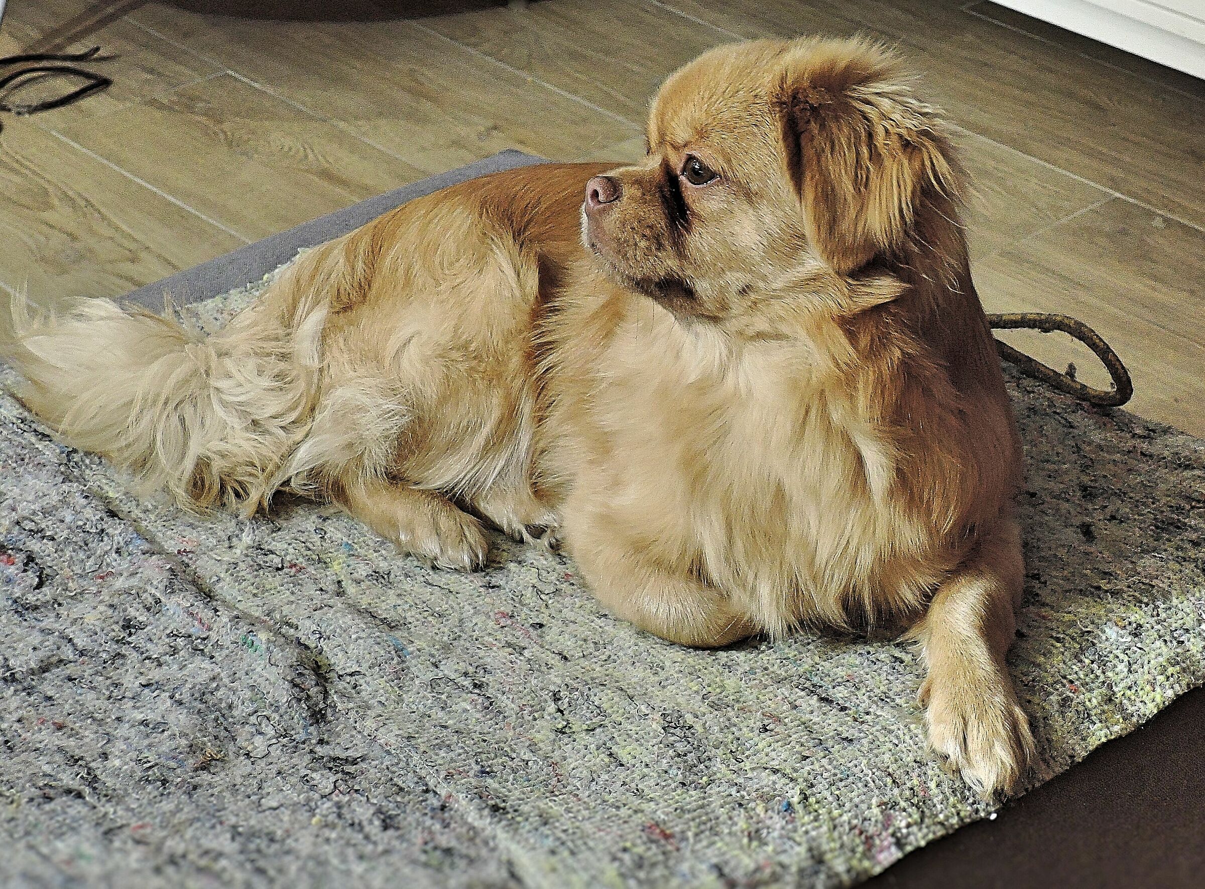 Nobility obliges/Norbu