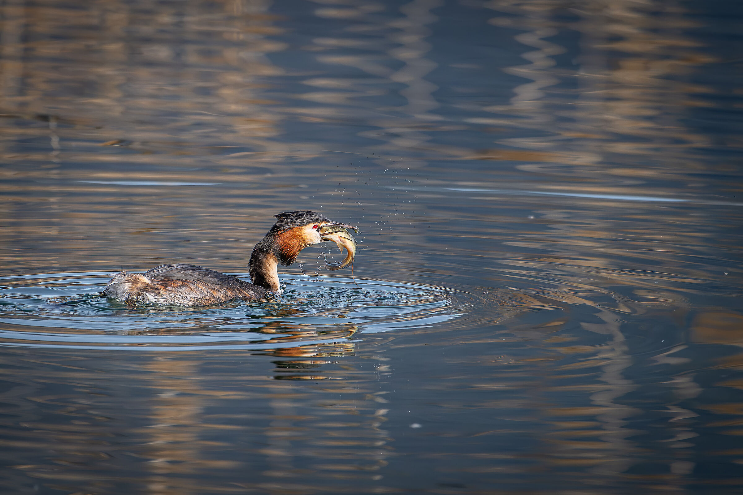 Grebe with prey