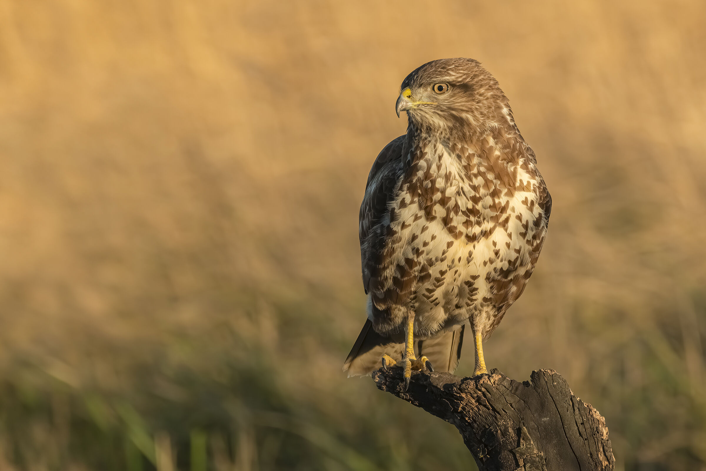 Buzzard