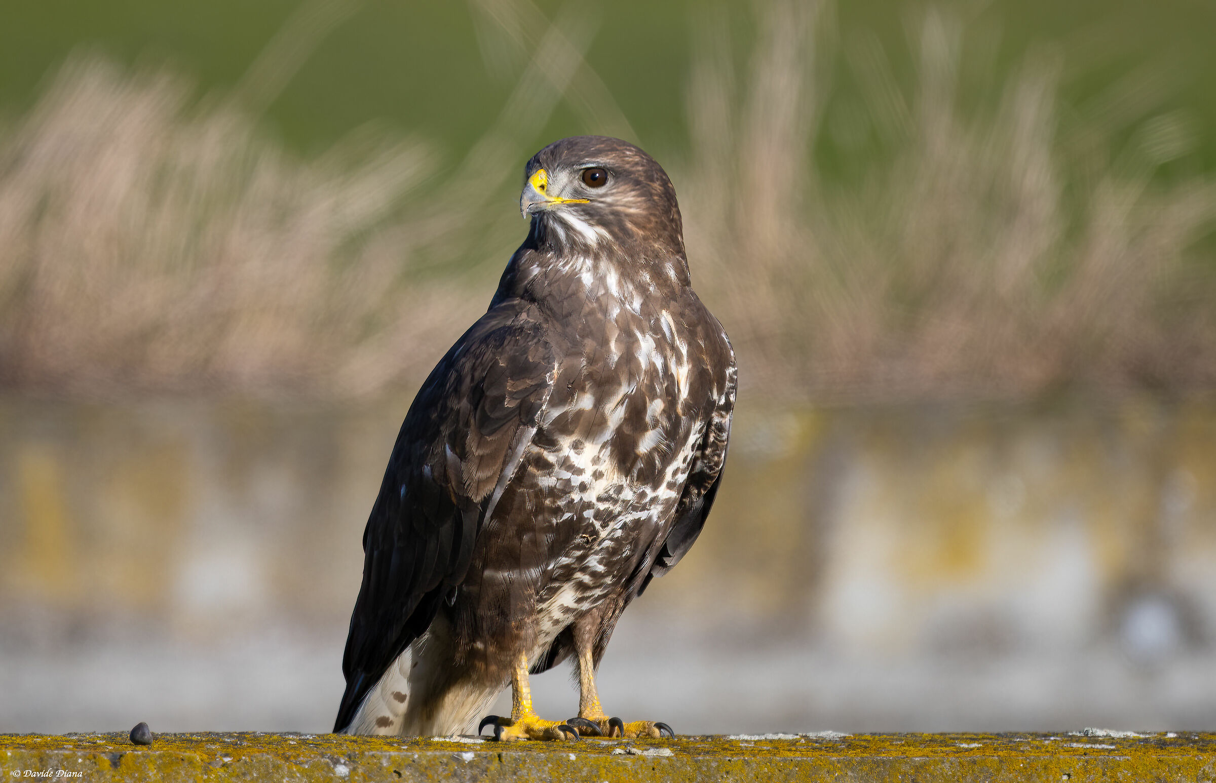Poiana - Vercelli rice fields