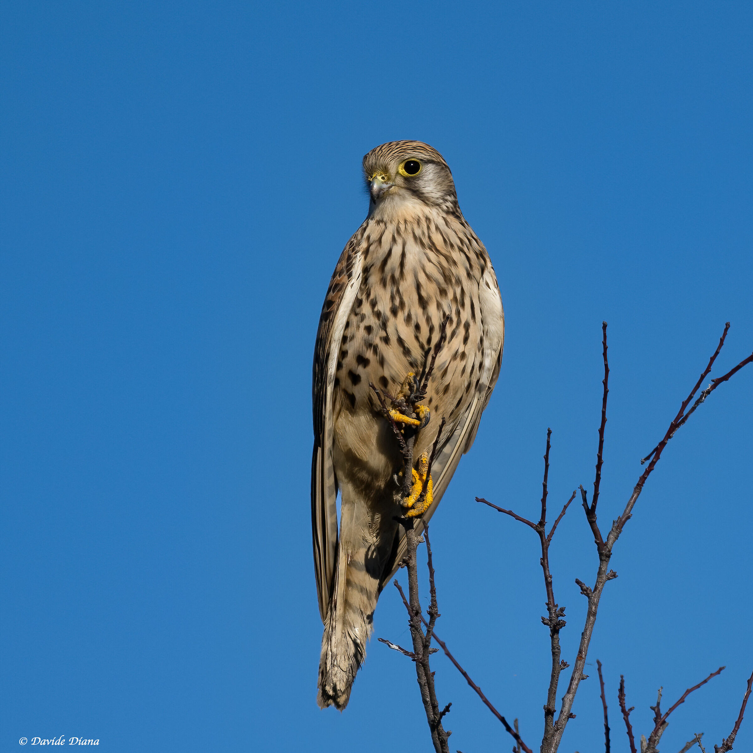 Kestrel