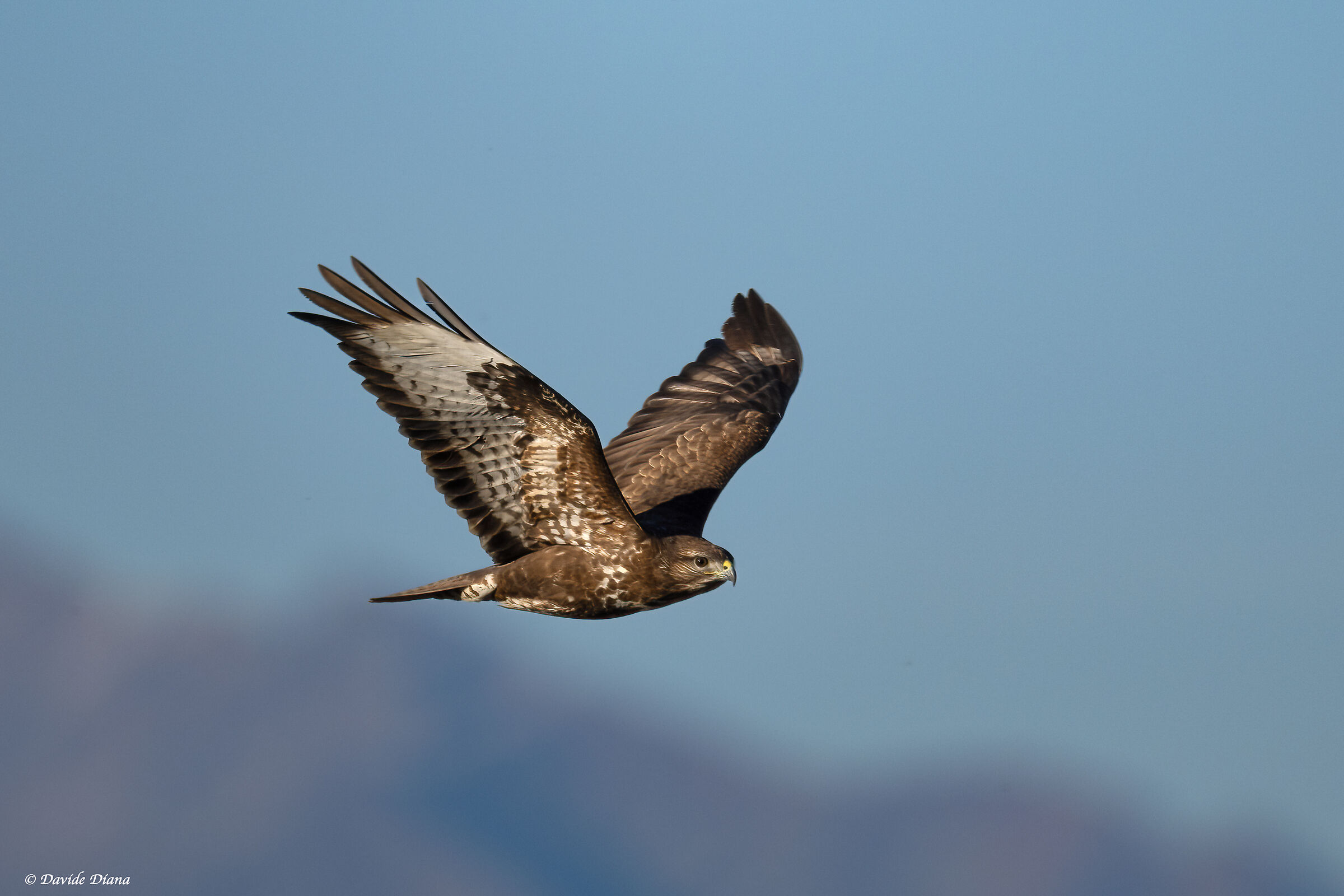 Buzzards- Vercelli rice fields