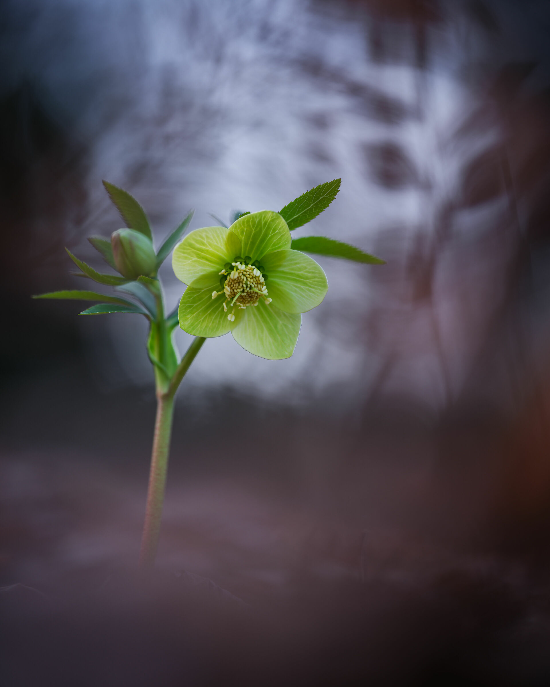 Helleborus viridis