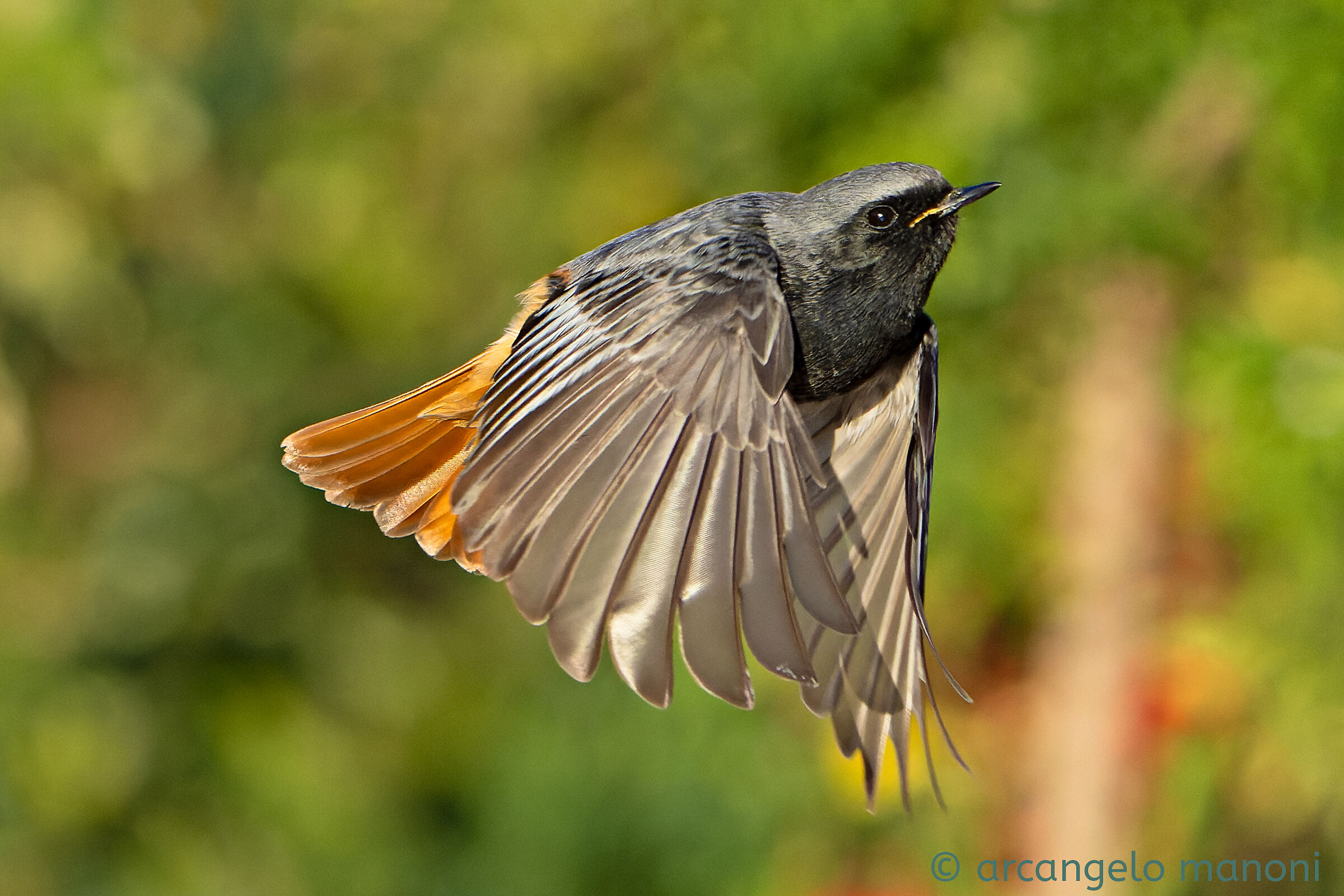 Passa il codirosso spazzacamino