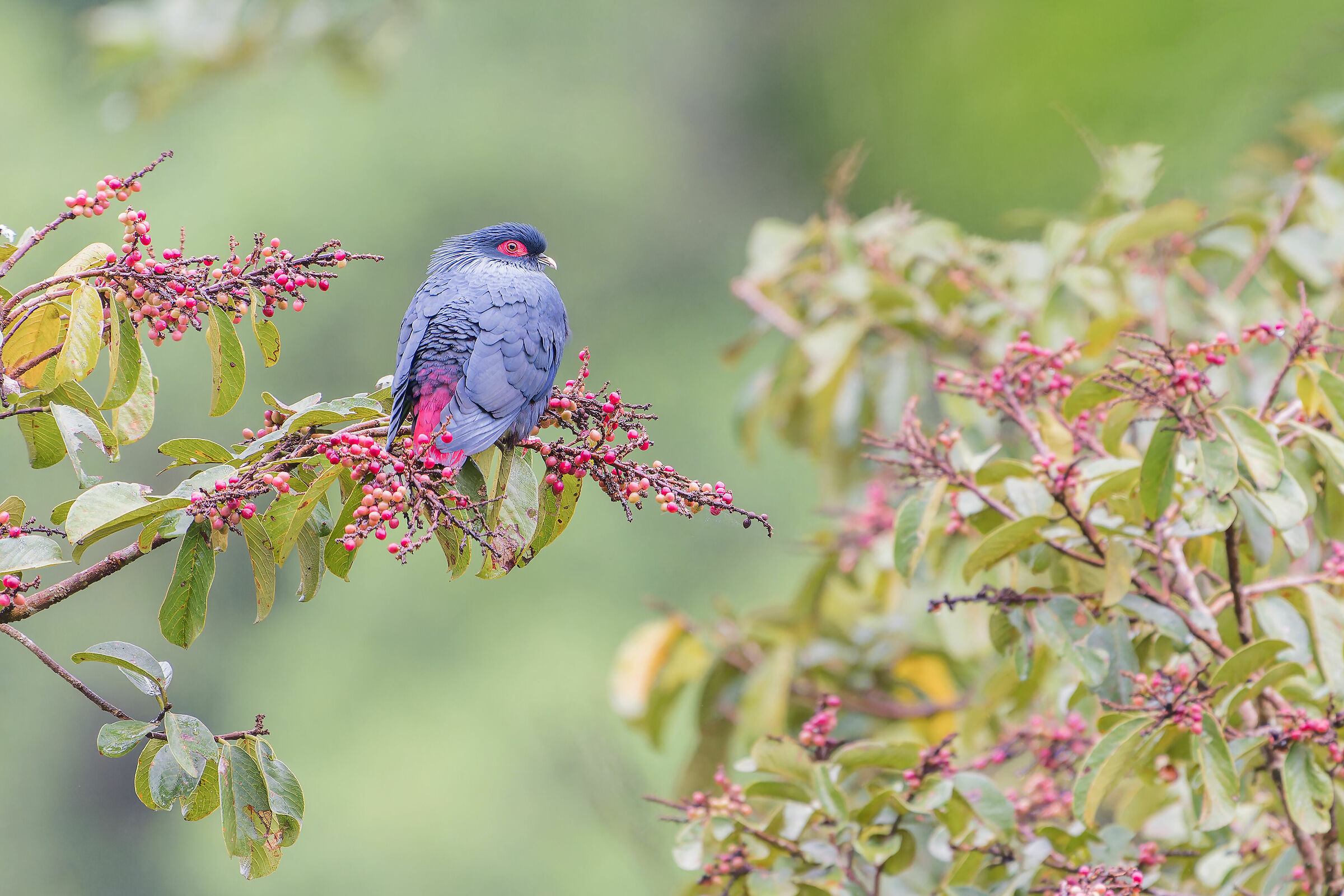 Blue pigeon from Madagascar