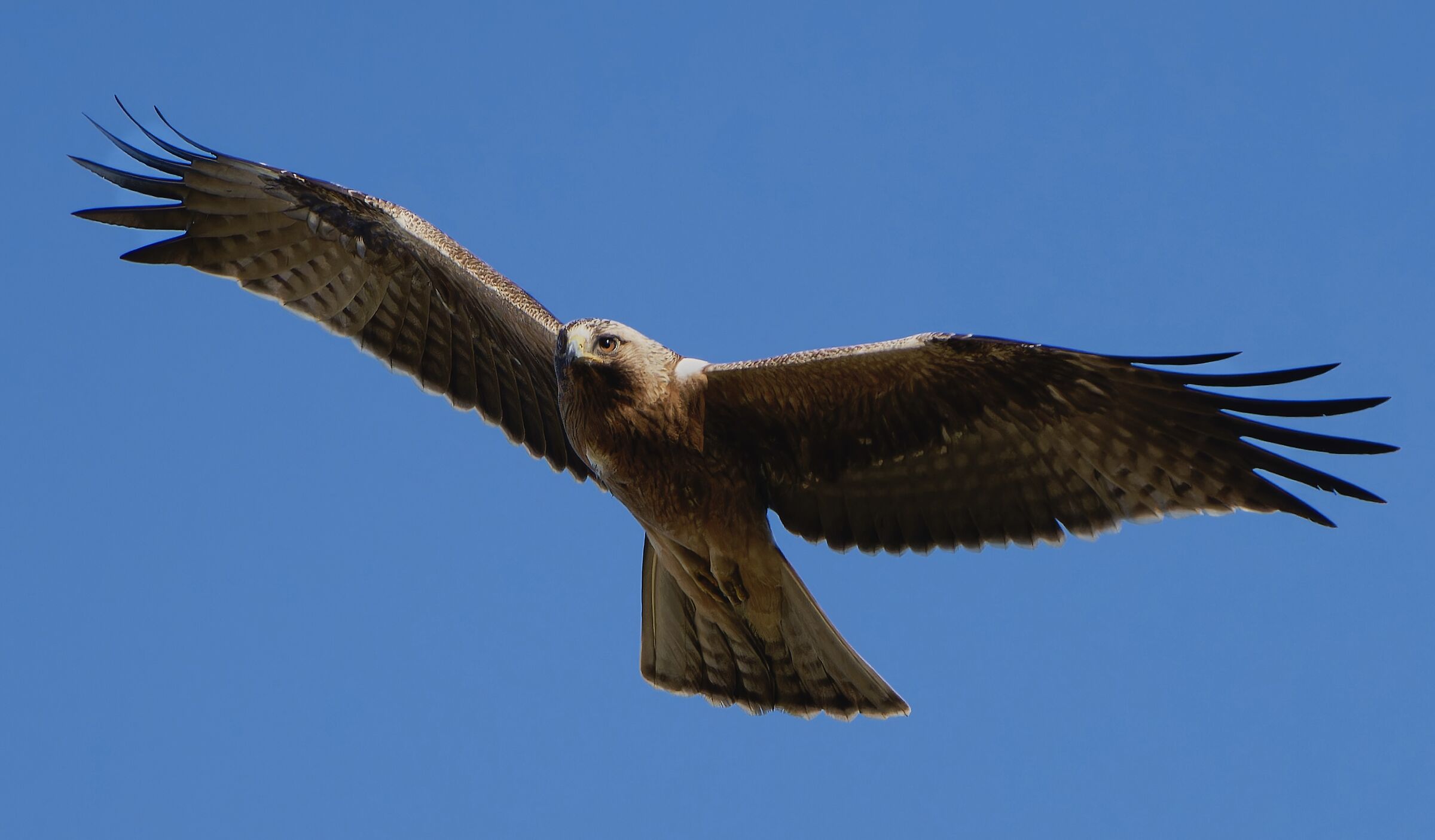 Aquila minore,  morfismo scuro