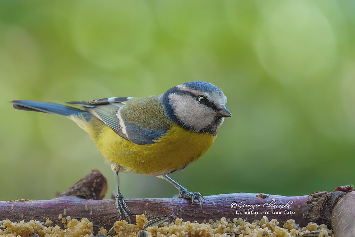 Blue (Cyanistes caeruleus)