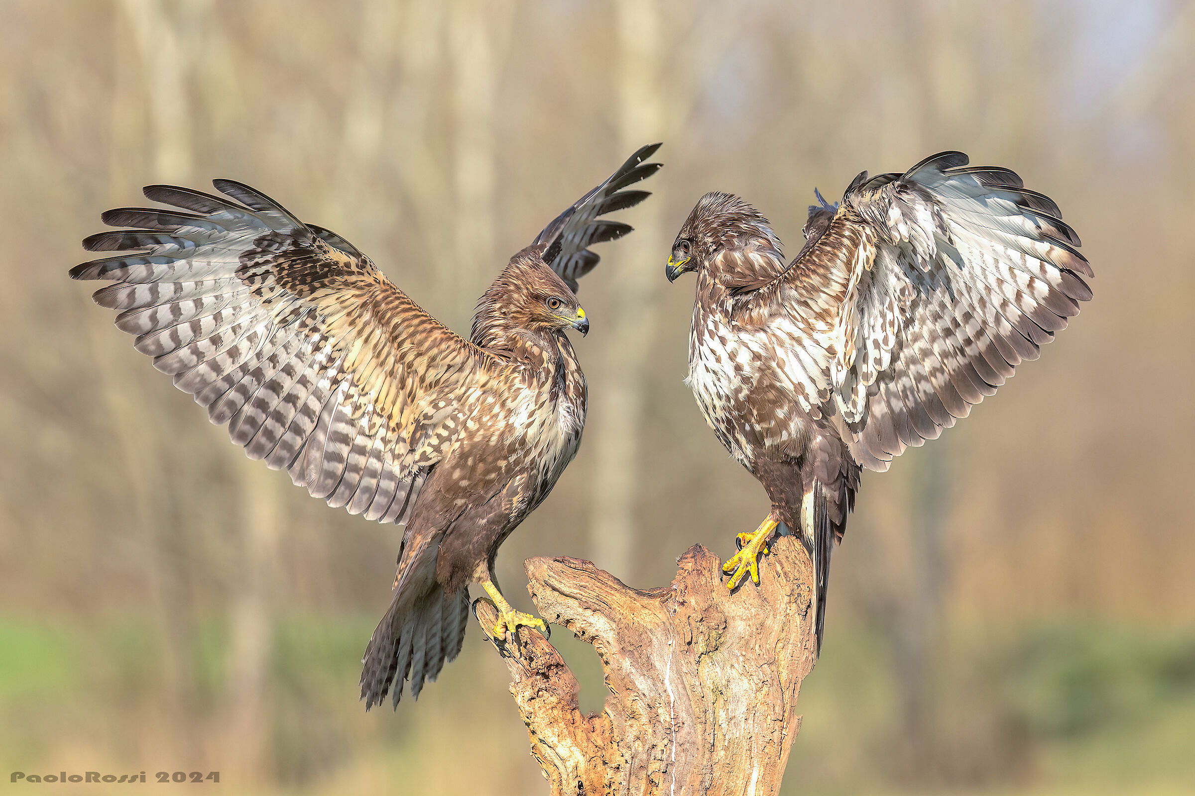 Disputa tra poiane...