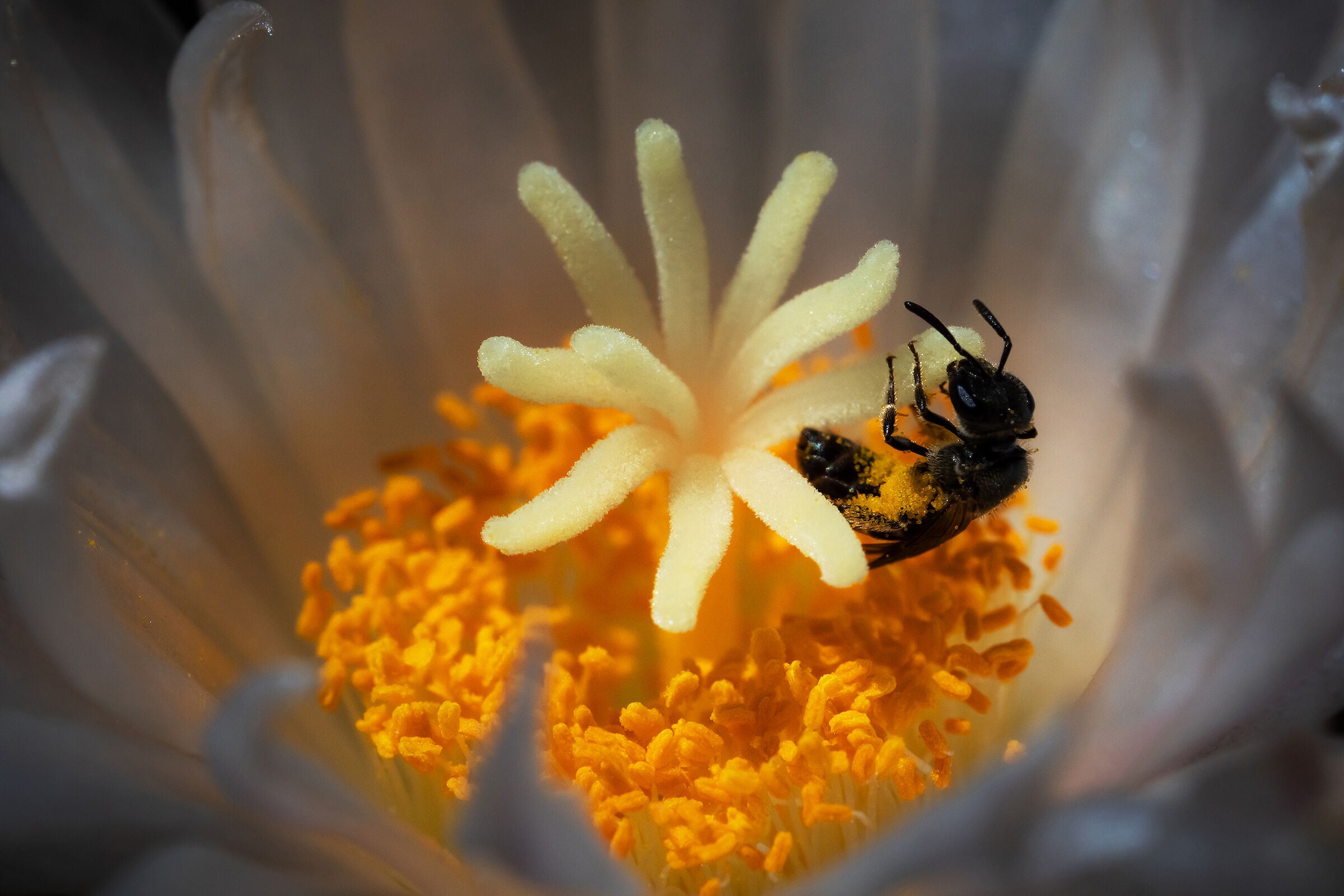 Imenottero su fiore di cactus